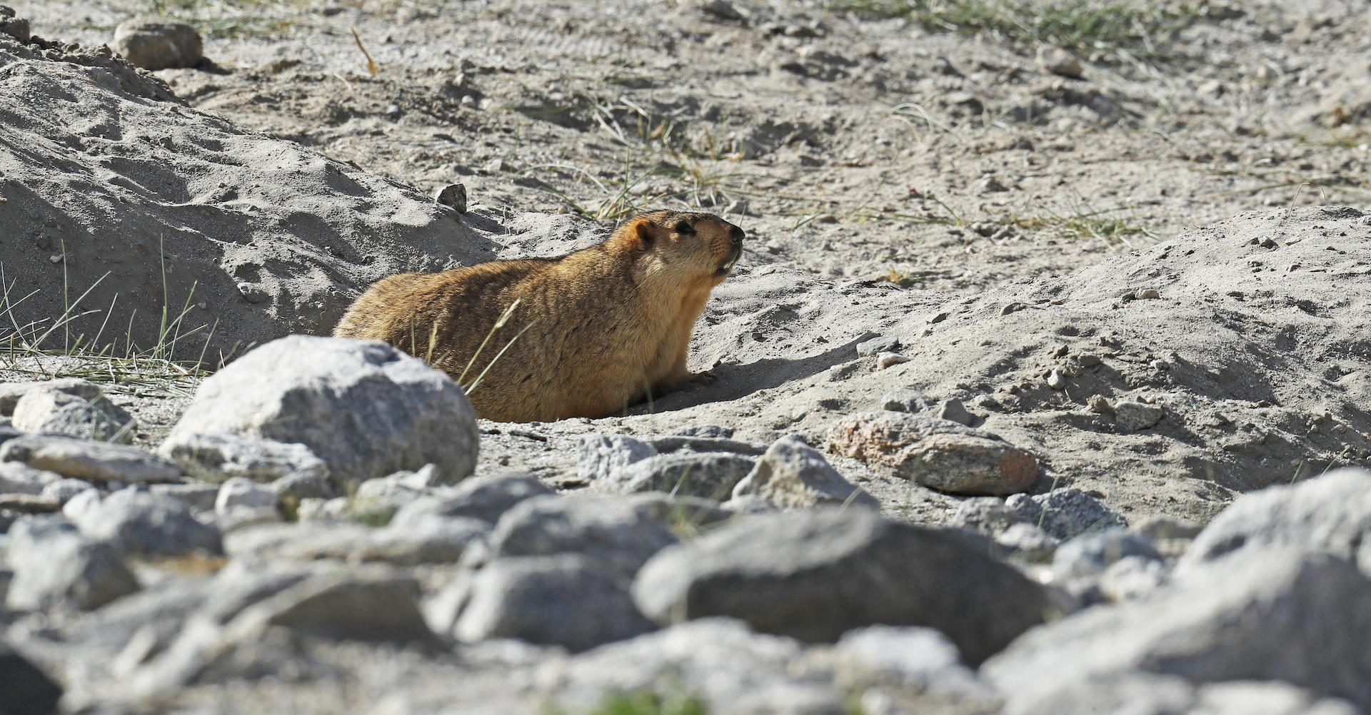 When marmots are in their comfort zone they will often rest on their bellies near their burrows. Photo: Imran Shan
