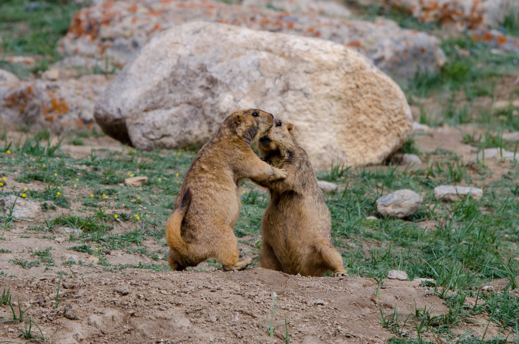 Marmots have an affectionate greeting ritual, which involves rubbing their noses and heads together. Photo: Saurabh Sawant
