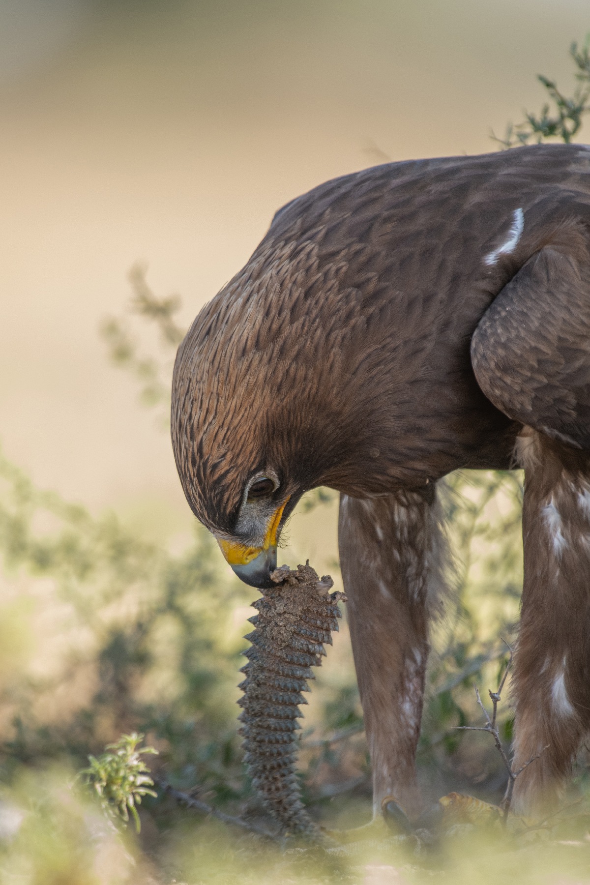The spiny-tailed lizard is an excellent food source for raptors, like this booted eagle, and other predators such as foxes and snakes. It plays an important role in sustaining the food chain. Photo: Vipul Ramanuj