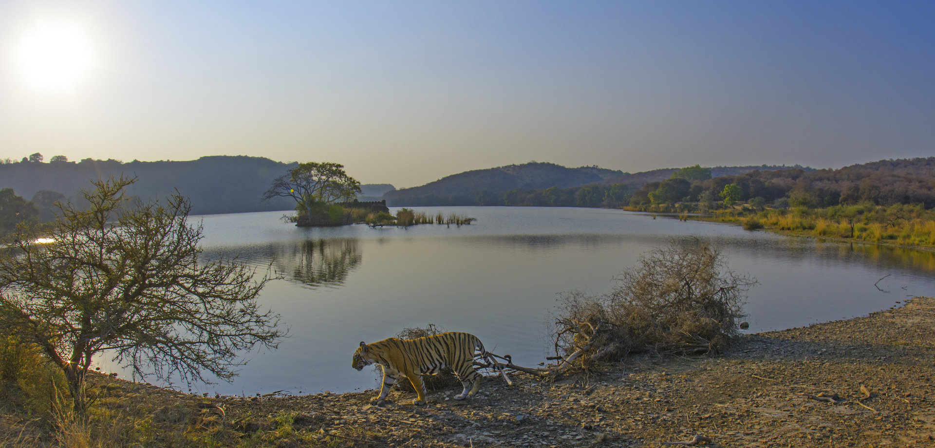 Few lucky ones get to witness this classic Ranthambore scene: A tiger walking across the banks of Padam Talao with the forest and the park’s iconic heritage structures in the background.
Photo: Dhritiman Mukherjee