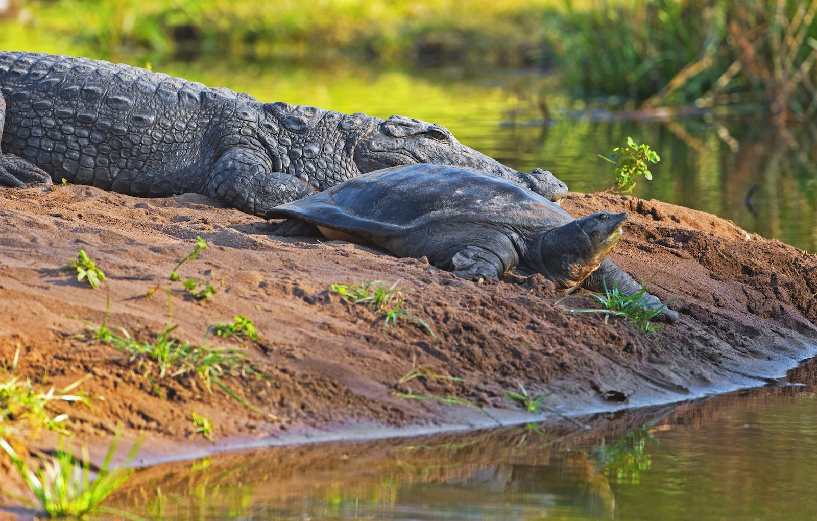 Once the sun is out, especially in winter, Ranthambore’s shy reptiles, such as this mugger crocodile and Indian flapshell turtle, may put in an appearance in the open to bask in the sunshine. The rise in temperatures helps them regulate their body temperatures. Photo: Dhritiman Mukherjee