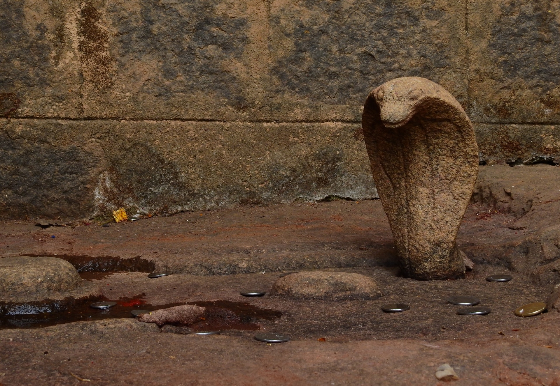 The famous snake and frog rock carvings of Sringeri Temple in Chikkamagaluru, Karnataka. According to legend, Shankaracharya came across a snake protecting a frog in labour at this location, decided this place was holy, and settled down here. Photo: Seshadri KS  Two male king cobras engaged in combat try to overpower each other by pushing the other’s head to the ground.    
Cover Photo: Gautham B/Agumbe Rainforest Research Station