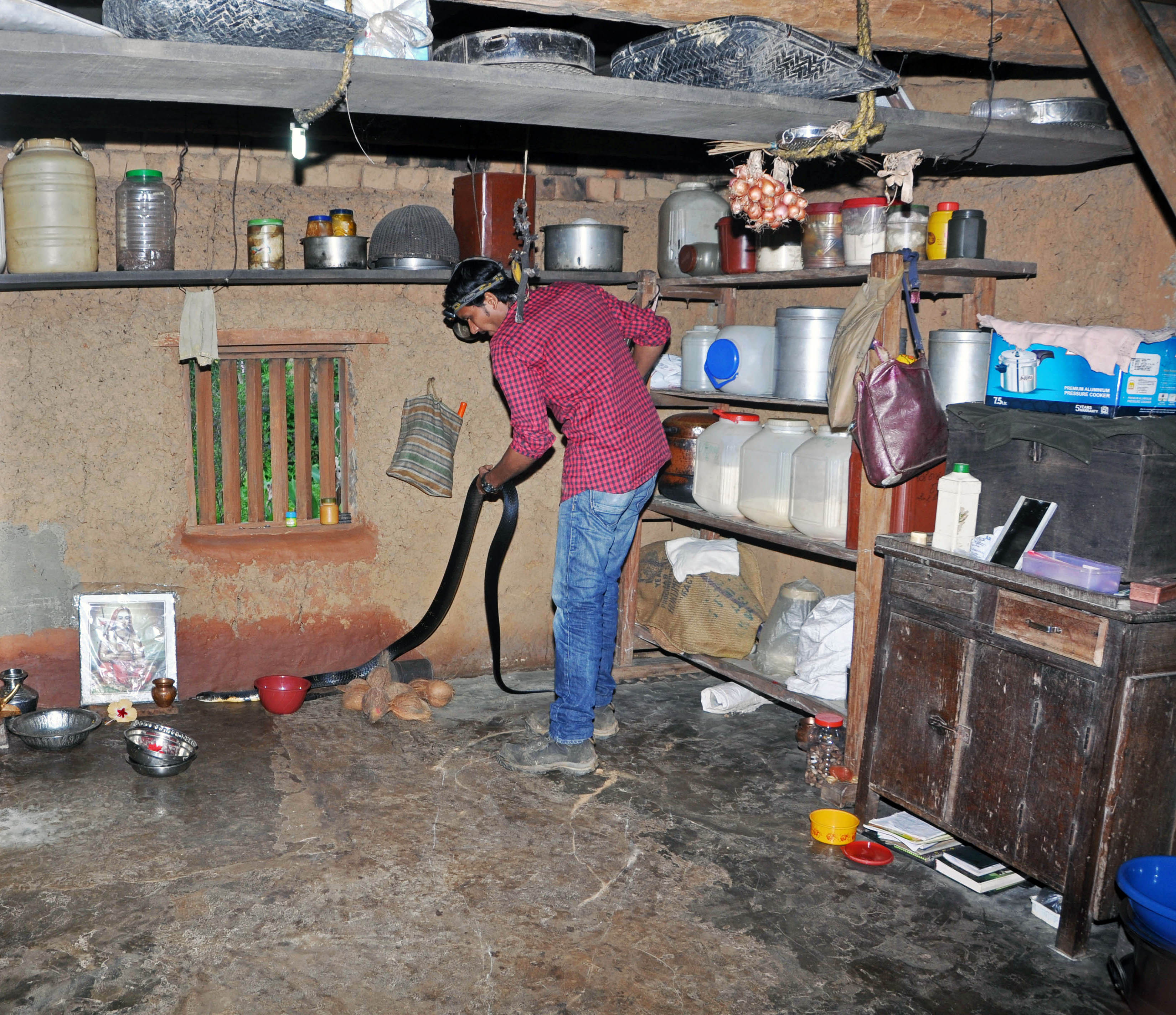 Ajay Giri, Field Director at the Agumbe Rainforest Research Station (ARRS) rescues a king cobra from inside a local home. Photo courtesy: Ajay Giri