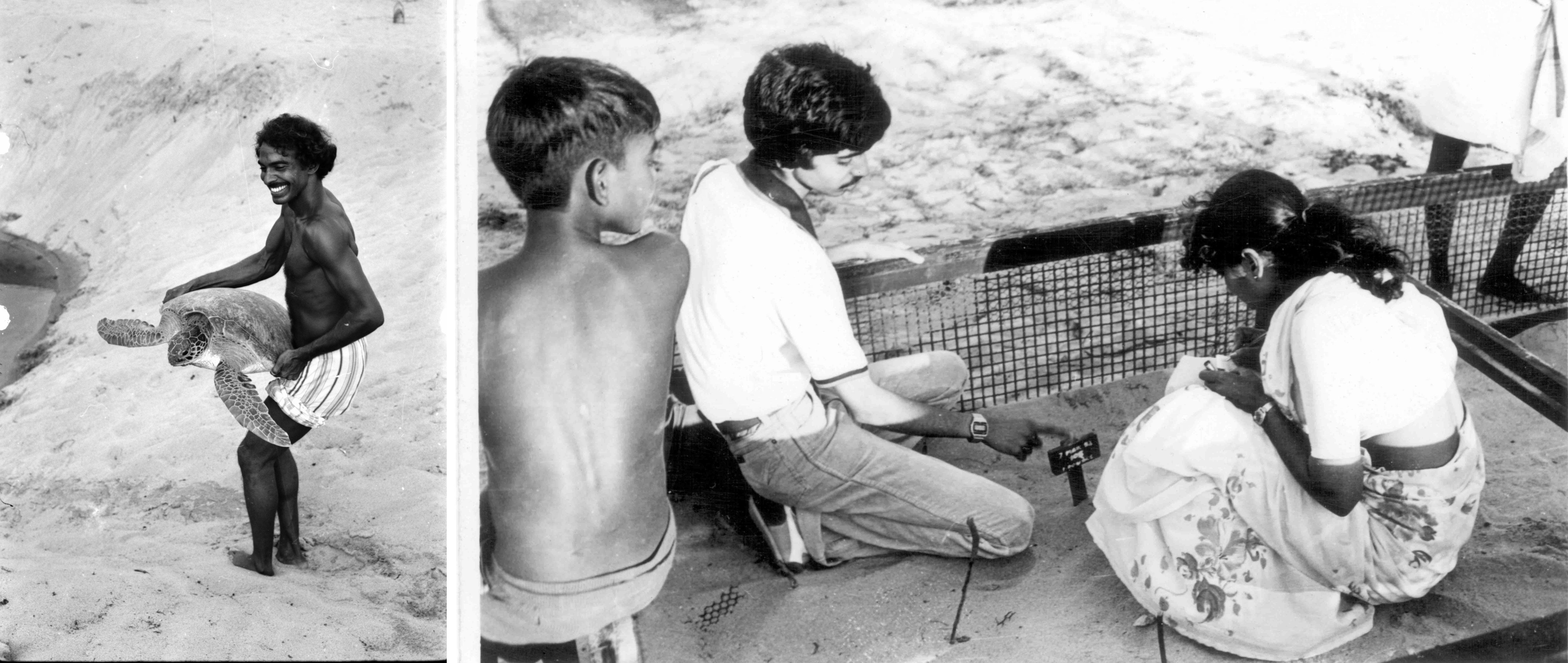 Satish Bhaskar with a juvenile green turtle at the Madras Crocodile Bank (left); Shekar Dattatri (filmmaker) and Ann Ahimaz, a pioneer of the turtle walks in Chennai, check on a nest in the hatchery in the 1970s (right). Photos: Rom Whitaker (left) and Preston Ahimaz (right)  Olive ridley hatchlings return to the sea. Photo: Dhritiman Mukherjee
