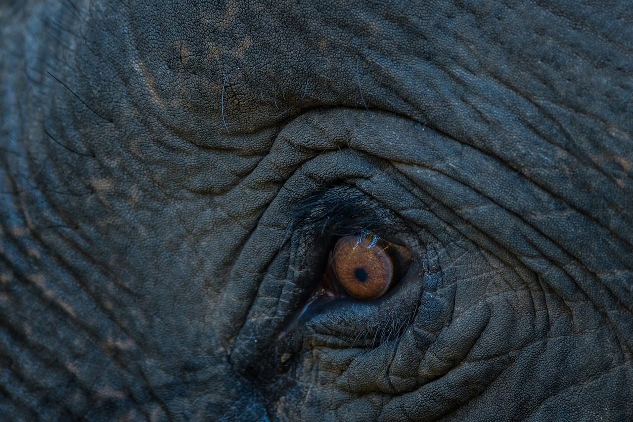 An elephant’s eyesight may not be the best, but its hearing and olfactory senses more than make up for its poor sense of vision. Photo: Sourabh Bharti/Shutterstock