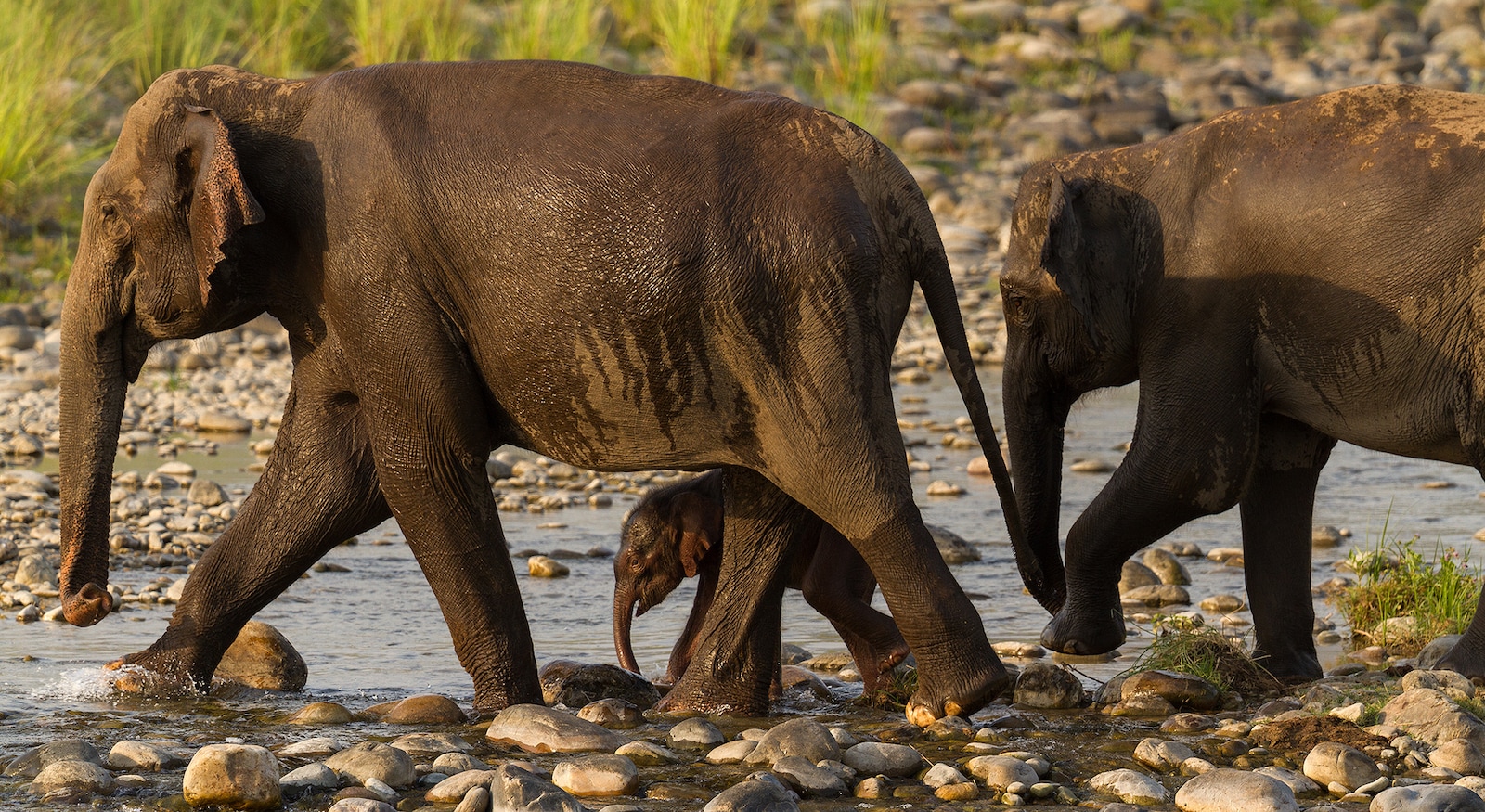 Elephants are led by the oldest and largest female in the herd known as the matriarch. Females in the herd always watch over calves. Photo: Arindam Bhattacharya
