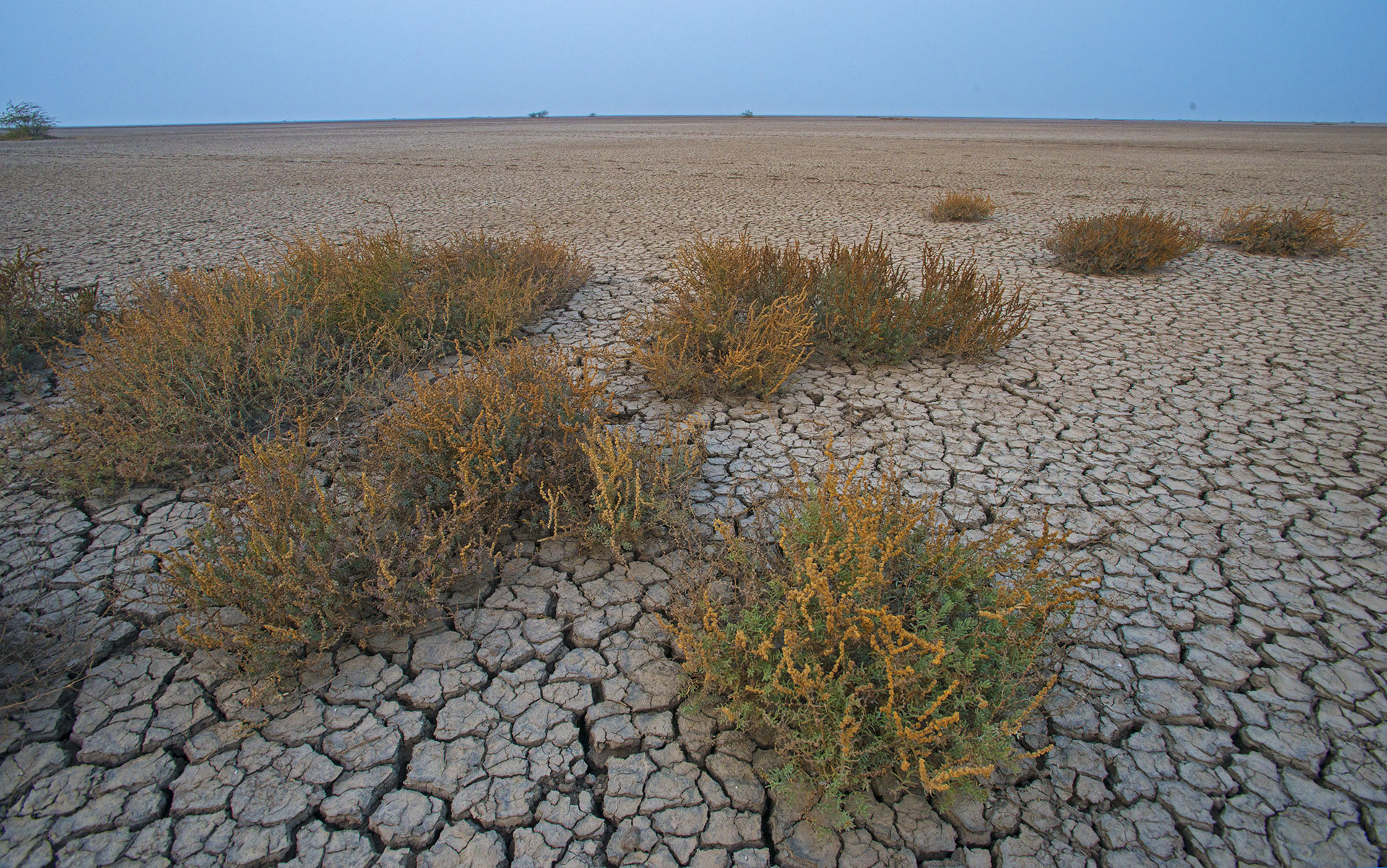 The Little Rann of Kutch is a saline mudflat that hosts few vegetated patches with shrubs and grasses, such as the acacia bushes seen above, that can survive extreme climatic conditions. Photo: Dhritiman Mukherjee  Short-eared owls live in open landscapes such as marshes arid grasslands, and unlike their elusive cousins are relatively easy to spot. This owl was seen in the Little Rann of Kachchh. Cover Photo: Arindam Bhattacharya