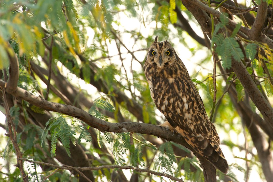 Short-eared owls are active in the daytime, unlike most other owls which are nocturnal, and hunt for rodents at dawn and dusk. Photo: MV Shreeram