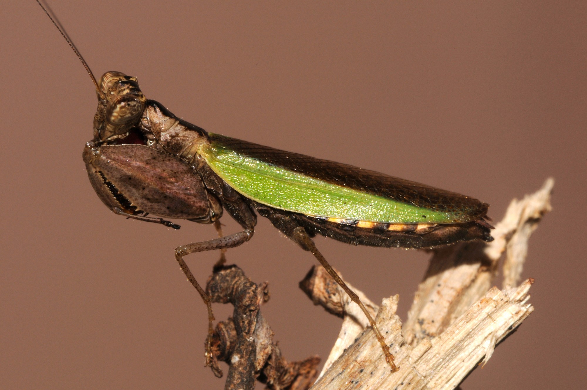 A praying mantis sits motionless at the end of a twig, with its legs folded. Photo: Sanjay Sondhi  When threatened, some mantises open up their wings and extend their forelegs. This posture makes them appear larger and more threatening to potential predators. Some praying mantises have a bright colour on the underside of their hind wings, which is useful in scaring away predators. Cover Photo: Ram Soni