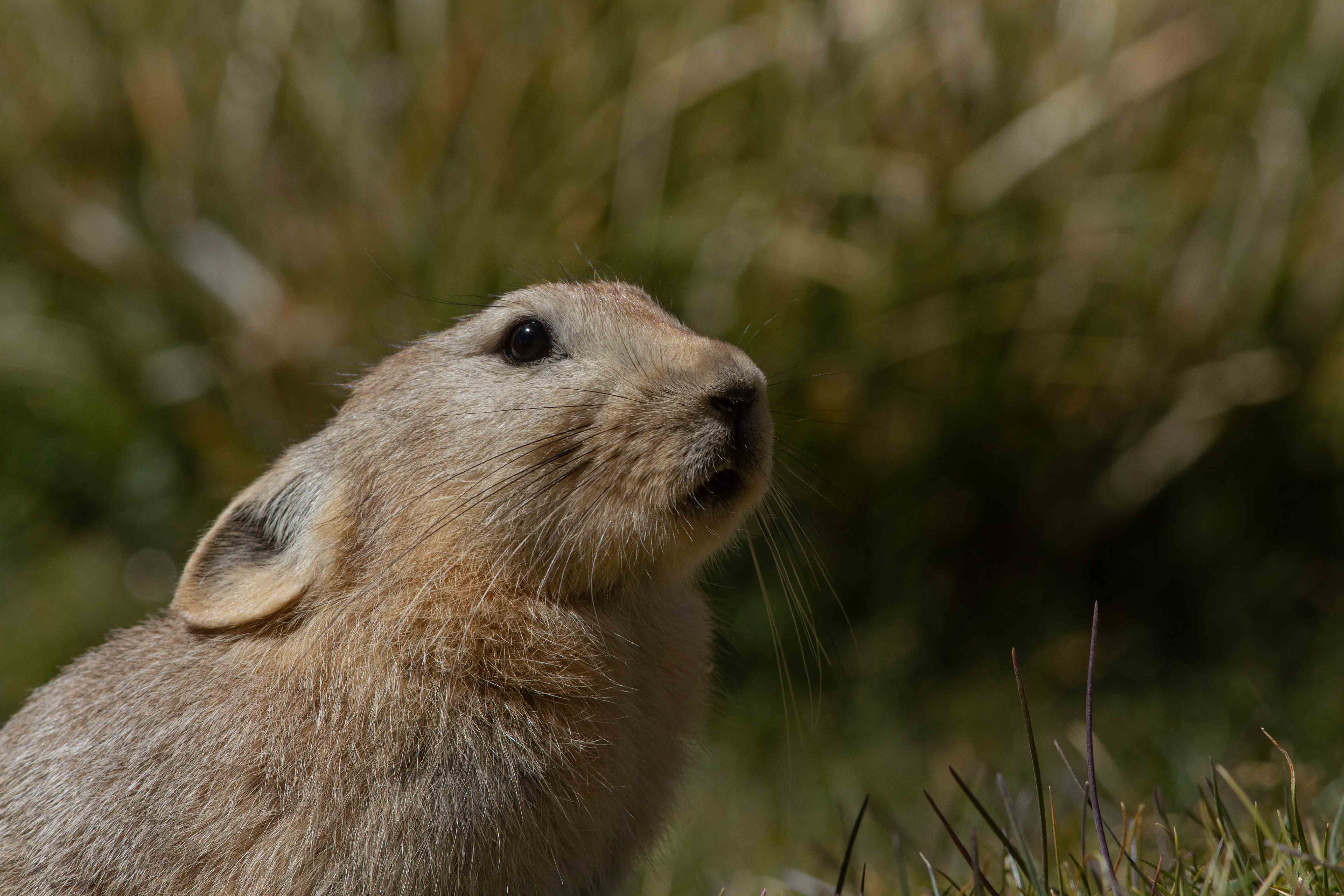 The Ladakh pika has soft rufous-fawn-coloured fur, which is thick during the bitter winter months, and thins out in the summer. Photo: Shivang Mehta