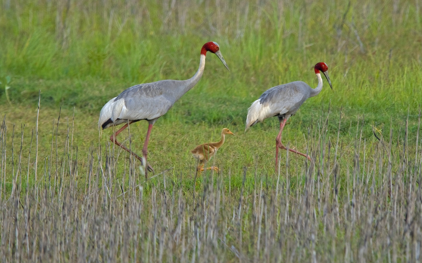 Unlike the graceful adults, chicks have buff, cinnamon-coloured feathers, with a distinctly grey ear-patch. 

