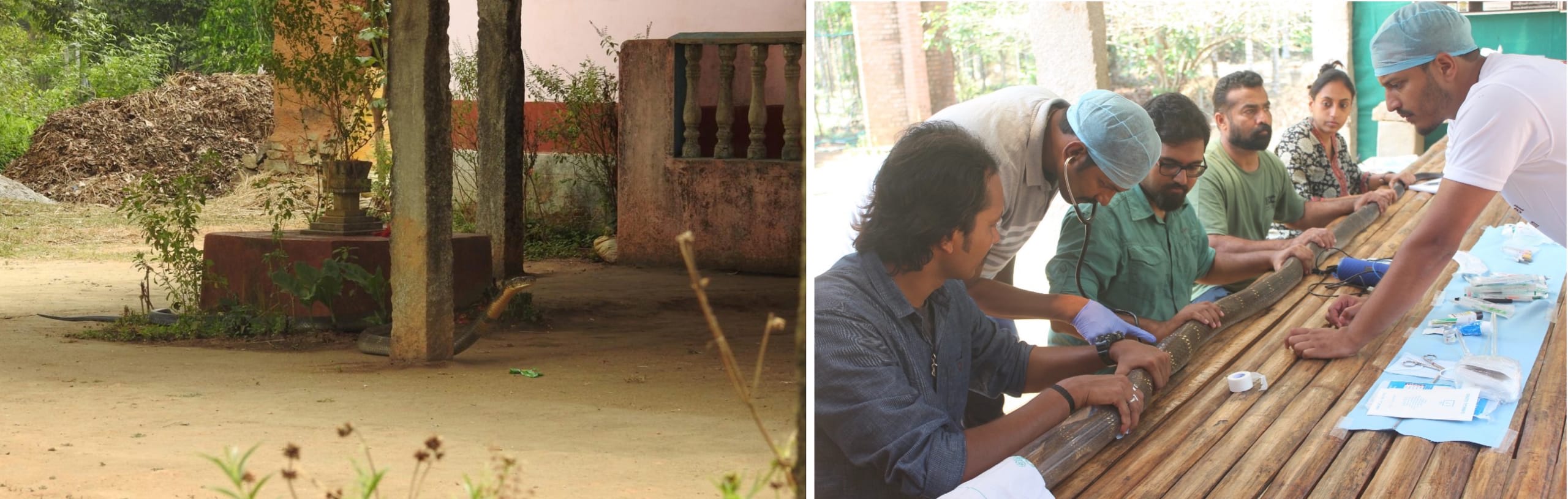 King cobras regularly enter areas where humans live in the Agumbe area. In this case, a male king cobra had ventured into a courtyard in pursuit of a rat snake. Photo: Seshadri KS   King cobra surgery for the telemetry project is underway, after which researchers monitor the micro-chipped snakes. Photo courtesy: Madras Crocodile Bank Trust 