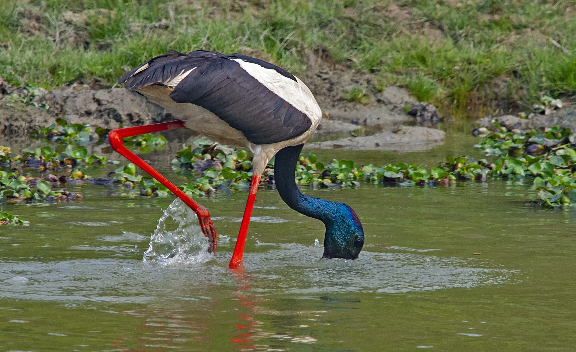 While foraging, a black-necked stork walks with its heads lowered, and its bill slightly open and trailing through the water, to scoop out prey. It also uses its sharp beak like a sword to pierce through the prey and tear it apart. Photo: Dhritiman Mukherjee 