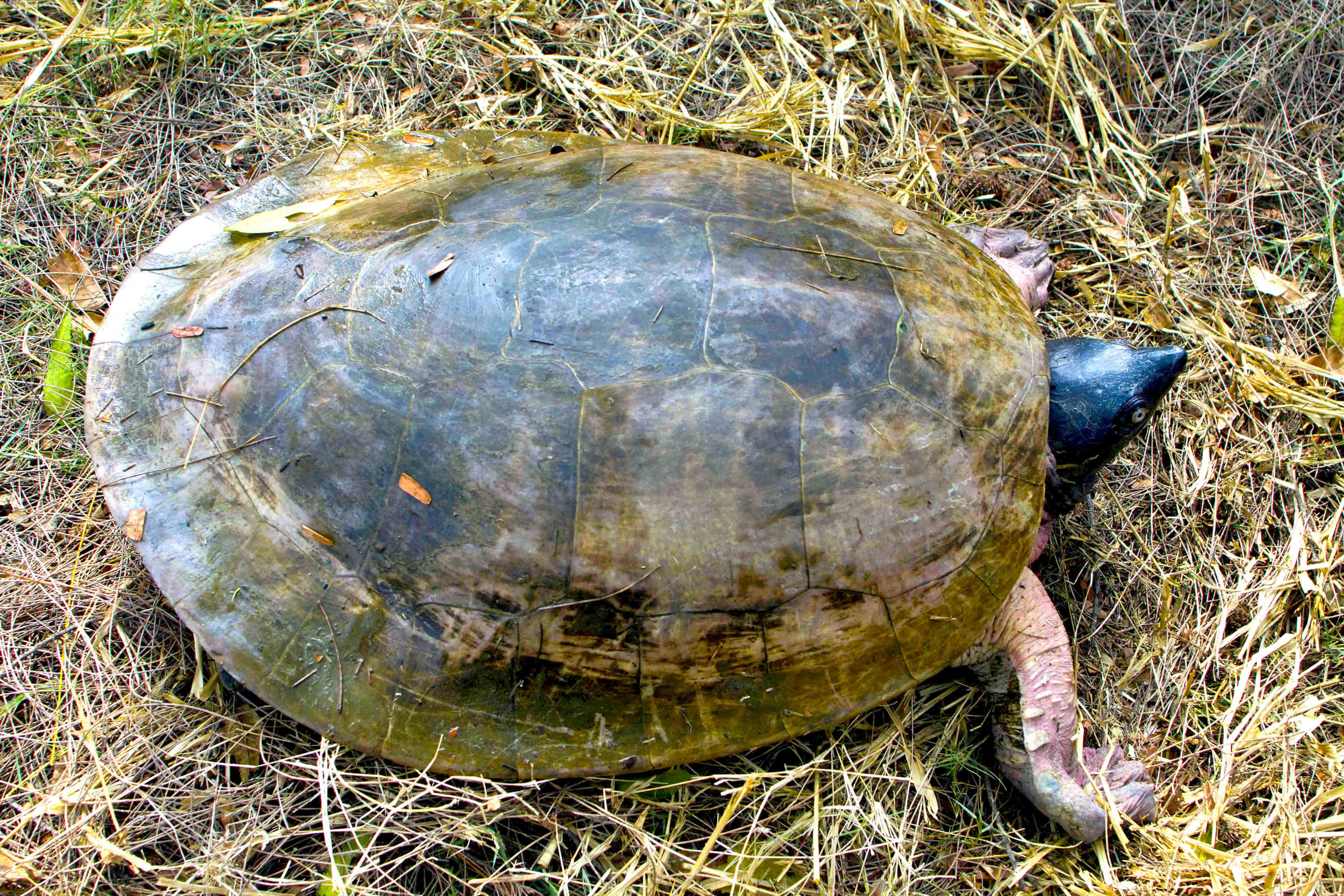Thanks to conservation efforts the batagur baska is making a slow return. In the coming months, a small batch will be released into the wild. Photo: Nirmal Kulkarni