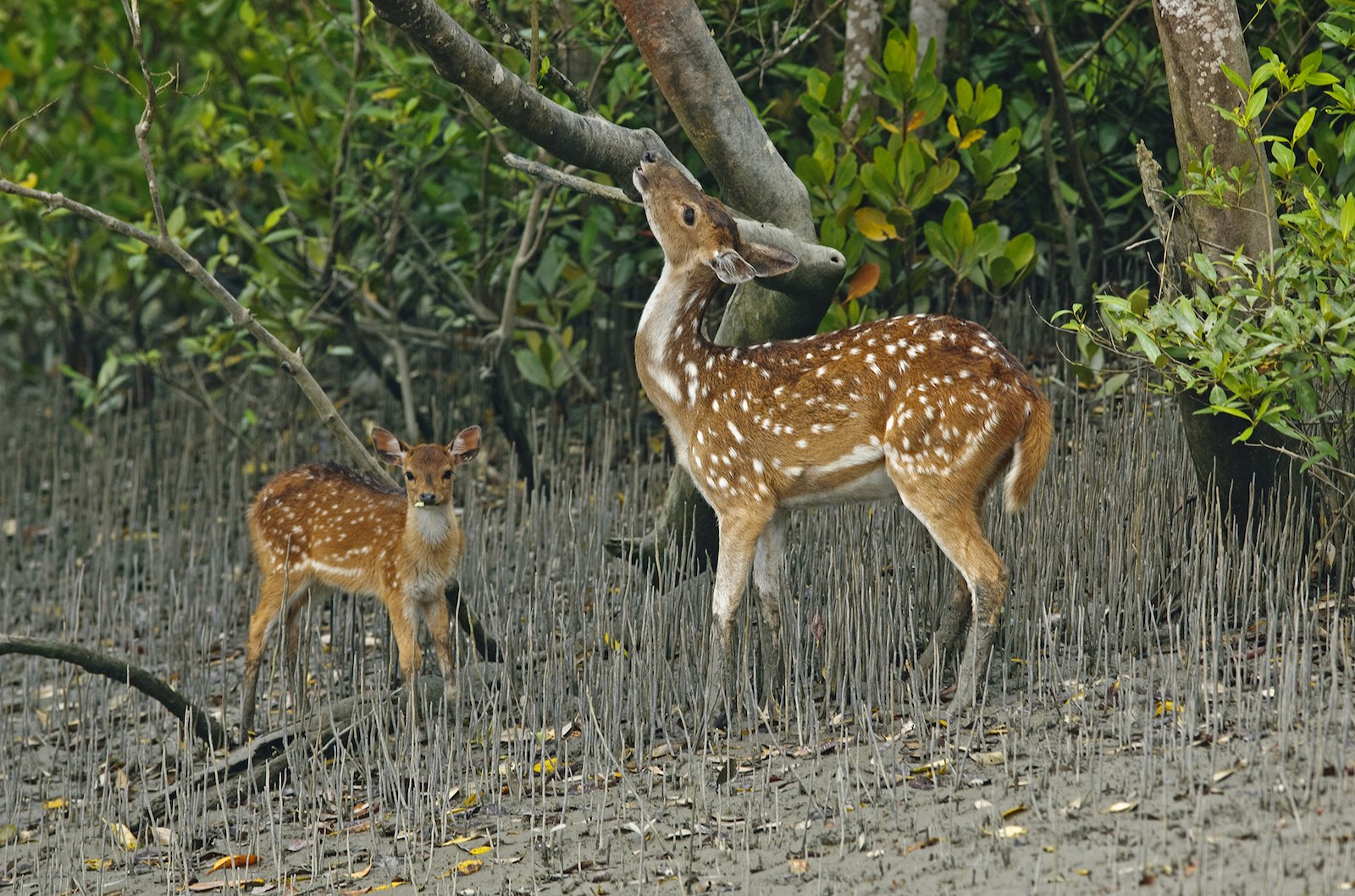 When the tide recedes, spotted deer saunter towards the banks of islands to feed on fresh leaves of mangroves such as Keora and Dhundhul. 