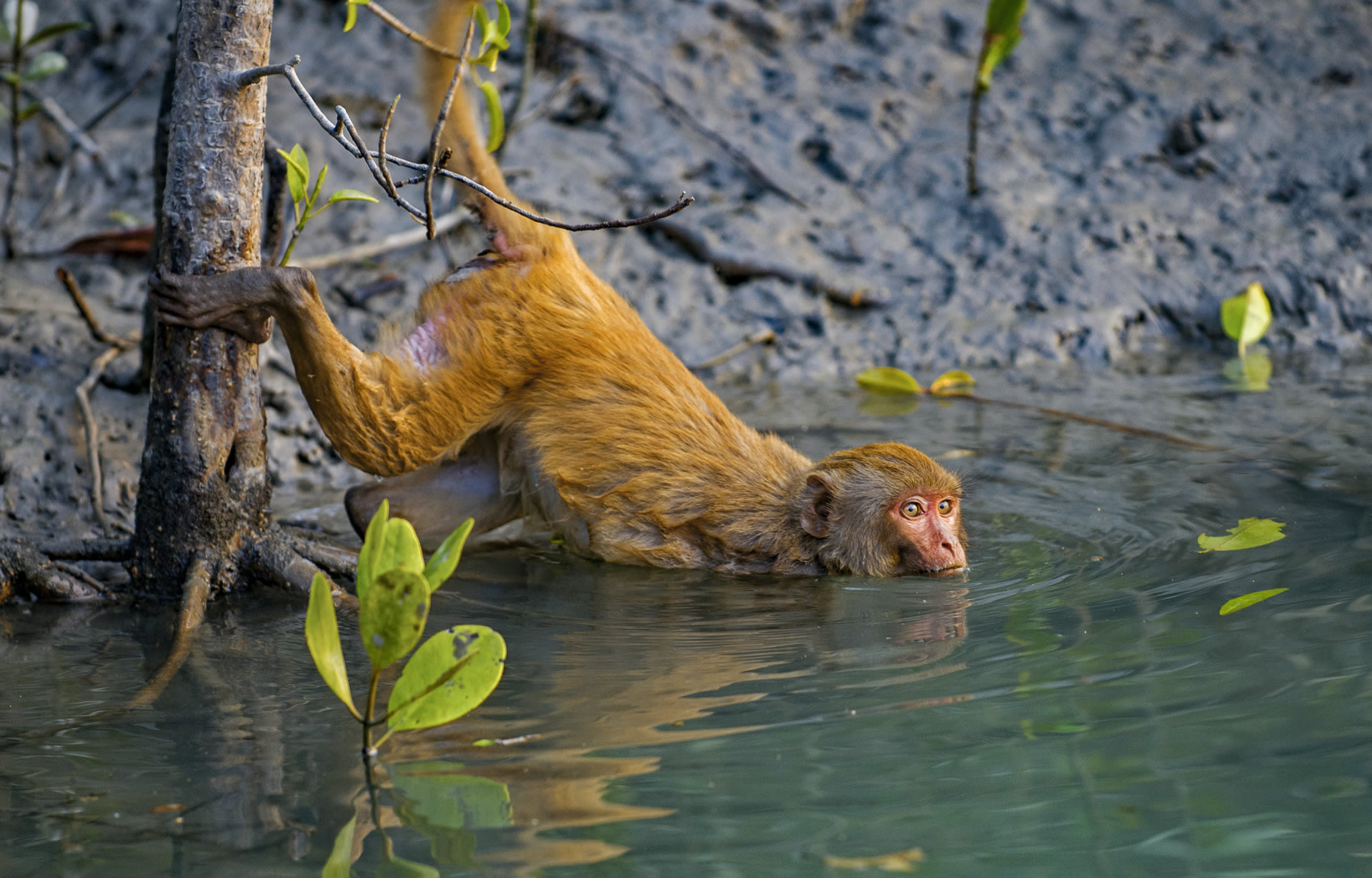 Along the shores of the Sundarbans the rhesus macaque feeds on grass, fruits, and leaves, but also on a healthy diet of crabs, molluscs, and fish. Unlike their mainland counterparts, the rhesus macaque in the Sundarbans has learnt to catch fish and swim in saline tidal waters.