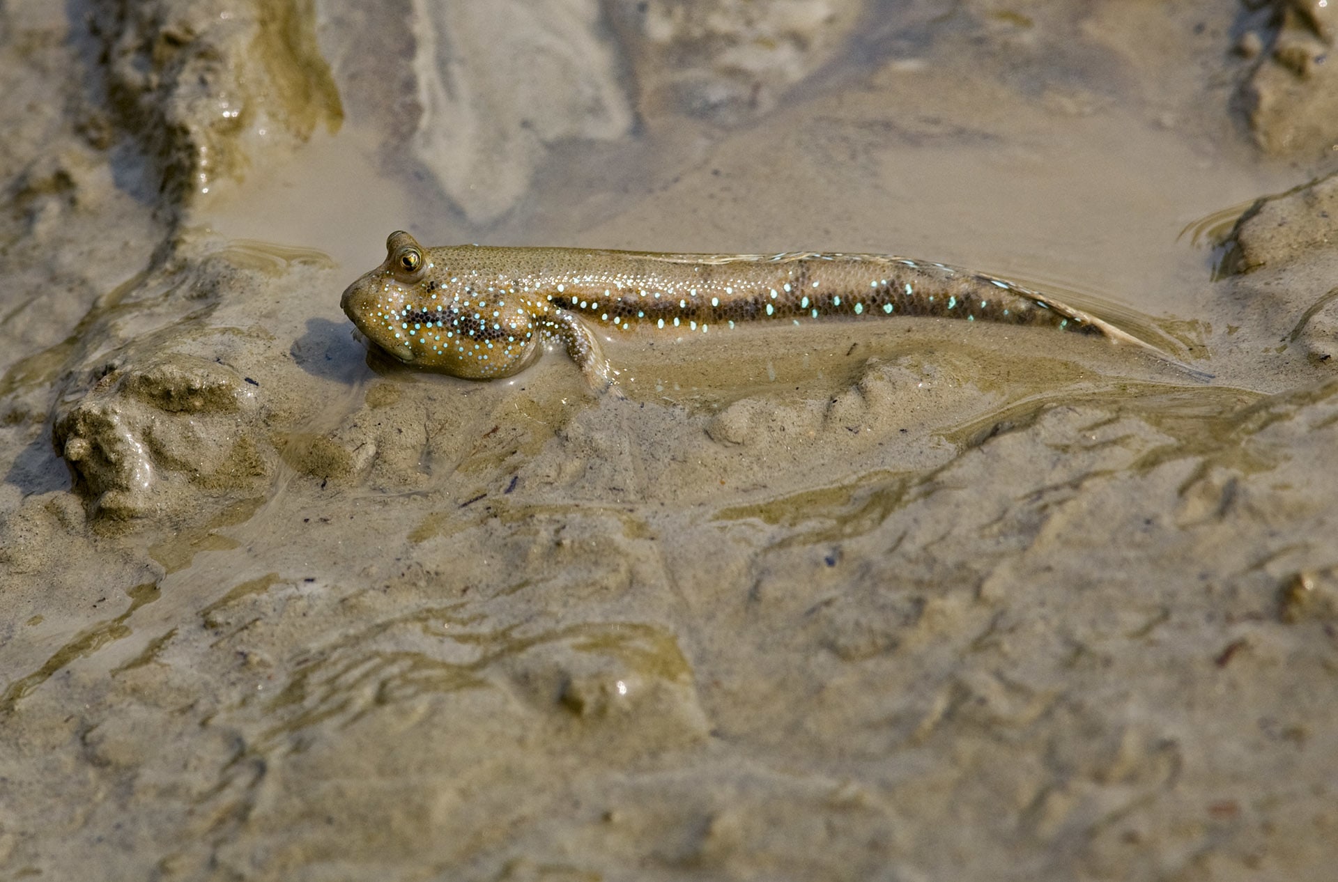 Mudskippers are amphibious fish that can survive on land and in water. They use their muscular fins like legs to climb out of the water, and hop or walk on its slippery shores. 

