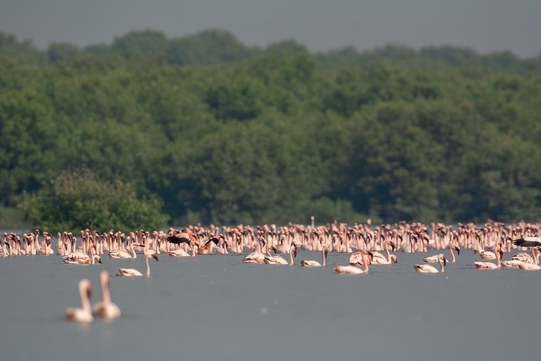 The Flamboyance Of Maximum City At Thane Creek Flamingo Sanctuary Roundglass Sustain Thane creek is one of the most popular bird watchers paradise when it comes to watching birds in mumbai city.