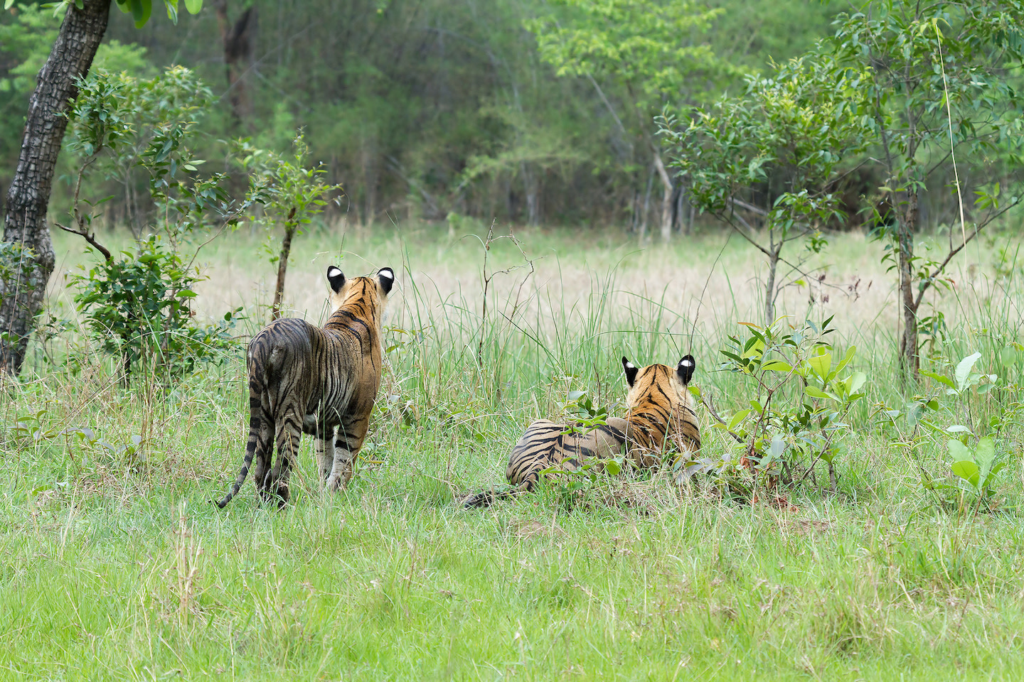 Ensuring successful dispersal of young tigers is an essential element in tiger conservation planning.  Minimising their vulnerability as they navigate through human-dominated landscapes can improve connectivity between populations. Photo: Arindam Bhattacharya