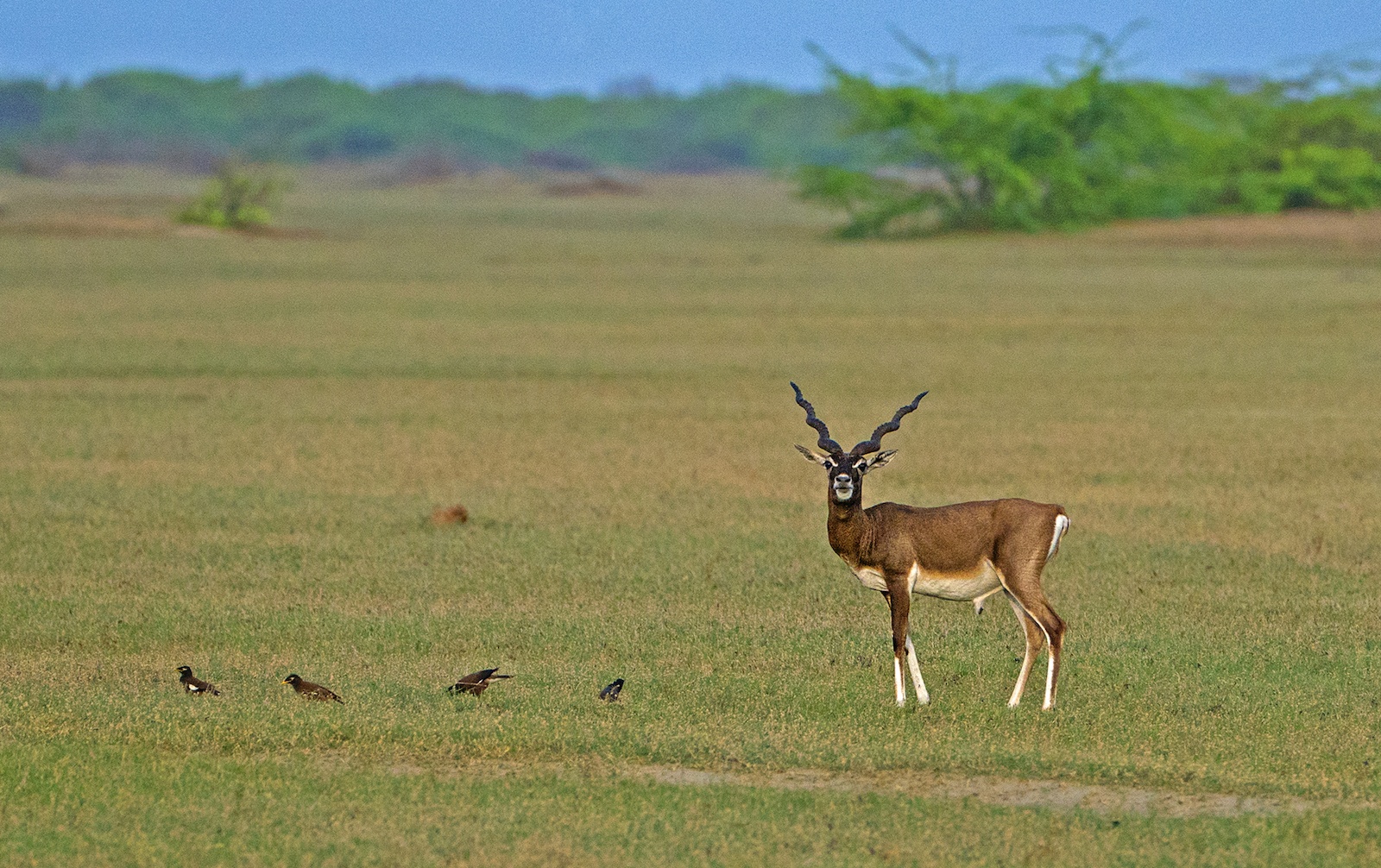 Male blackbuck have distinctive long, spiral, ridged horns. They are known to defend their territory and allow only female blackbuck to enter for mating. 