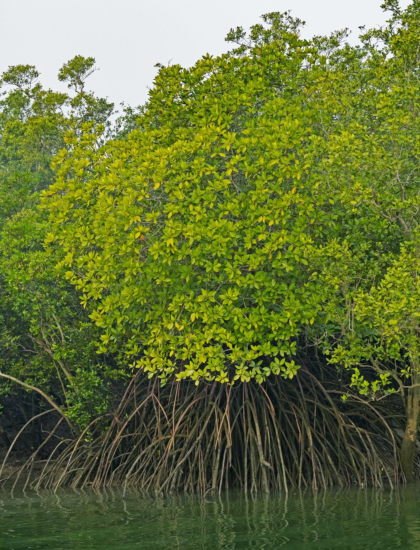 The garjan is a mangrove on stilts. Its long, umbrella-shaped stilt roots provide a broad, solid base, often wider than the tree-top, helping keep it stable in the face of harsh tides and loose sand. Photo: Dhritiman Mukherjee  Goran or Ceriops decandra is supported by a network of roots that spreads horizontally below the surface. At irregular intervals they stick out and then loop back into the soil, resembling wobbly, mangled knees. These aerial “knee roots” help the entire underground root system breathe. Cover photo: Dhritiman Mukherjee
