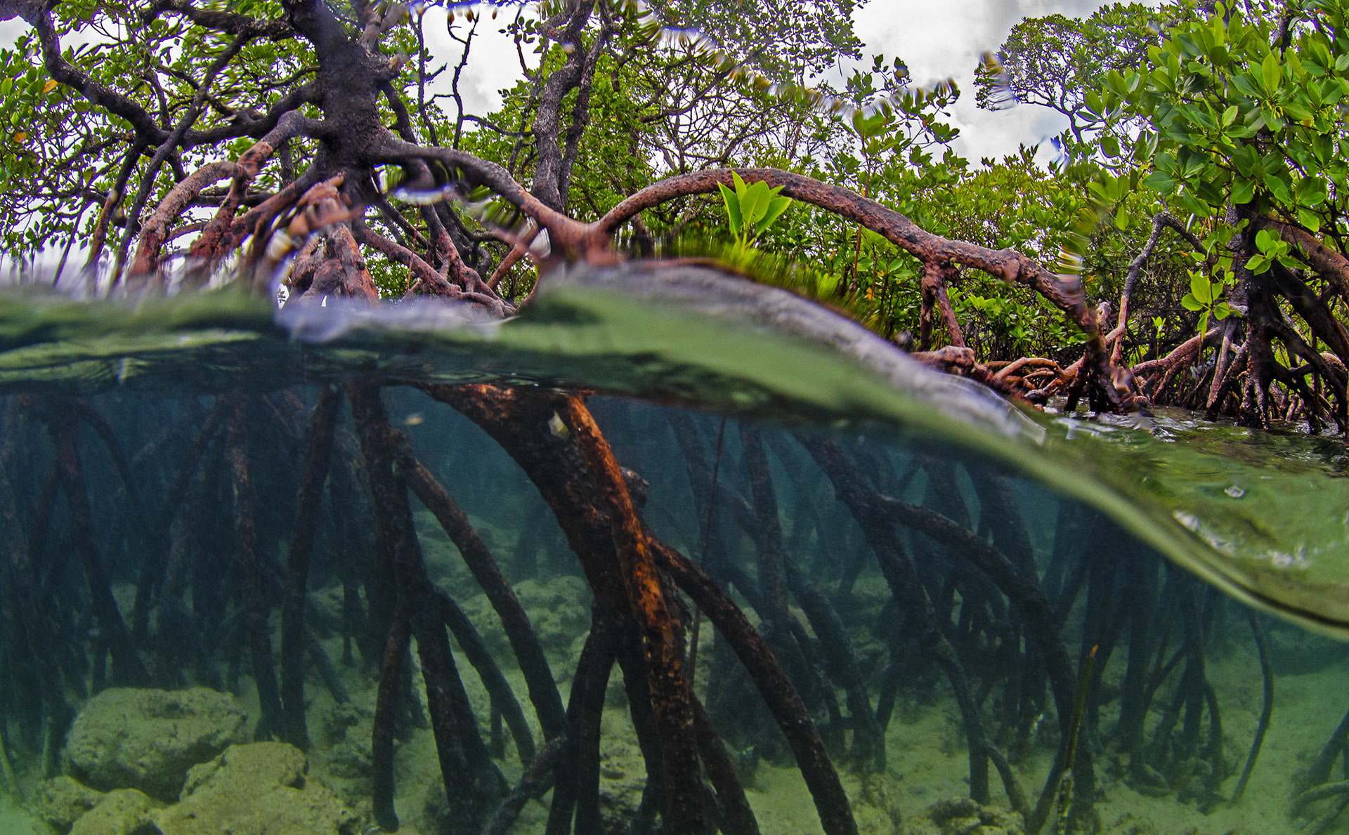 The Mangroves of Andaman Islands and Tamil Nadu | RoundGlass | Sustain