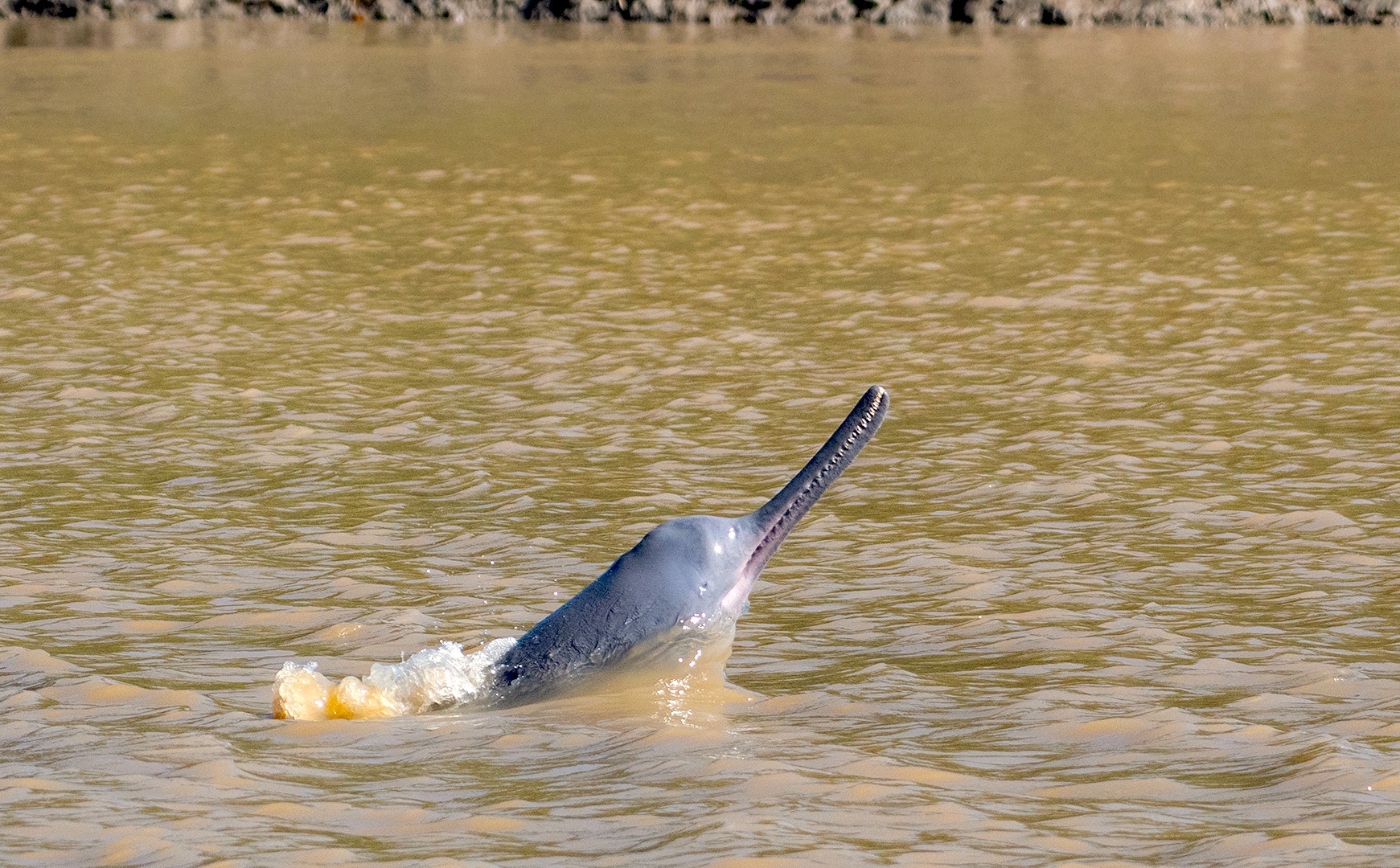 Staying Alive: South Asian River Dolphins | RoundGlass | Sustain