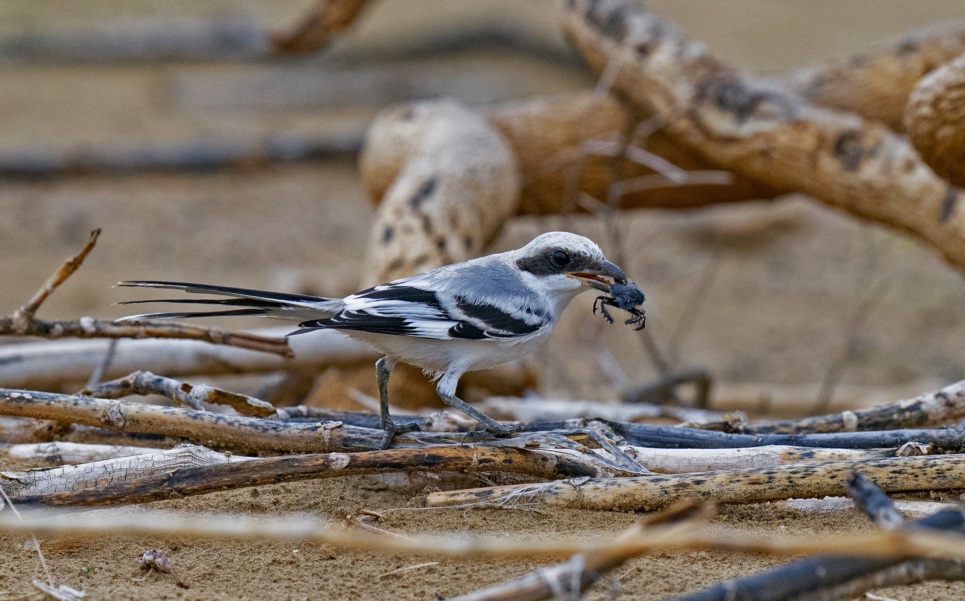 Many species of birds, including the great grey shrike, eat dung beetles, as they are a plentiful source of nutrition. Photo: Dhritiman Mukherjee