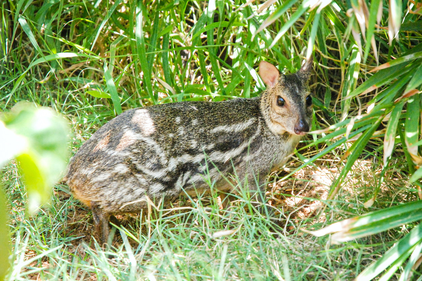 The mouse deer lives a quiet life in the thick undergrowth of dense forests. Photo courtesy: B. Laxmi Narayana  The mouse deer is a secretive creature that is active mostly in the evening and at night. Cover Photo and Video: Ganesh Raghunathan