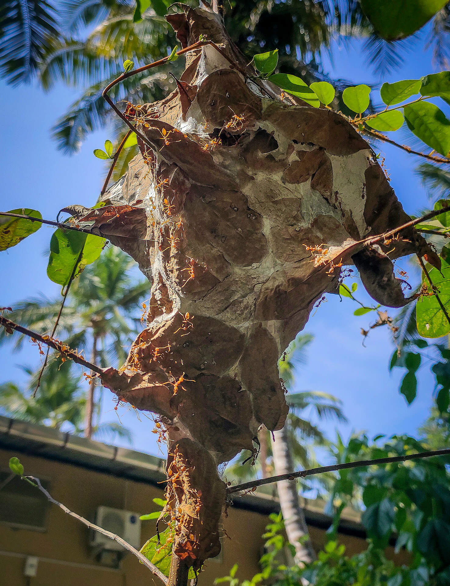 Workers from a weaver ant nest come out to inspect a large human intruder climbing their tree with a phone camera. Weaver ants routinely abandon old nests and move into new ones with fresh leaves.