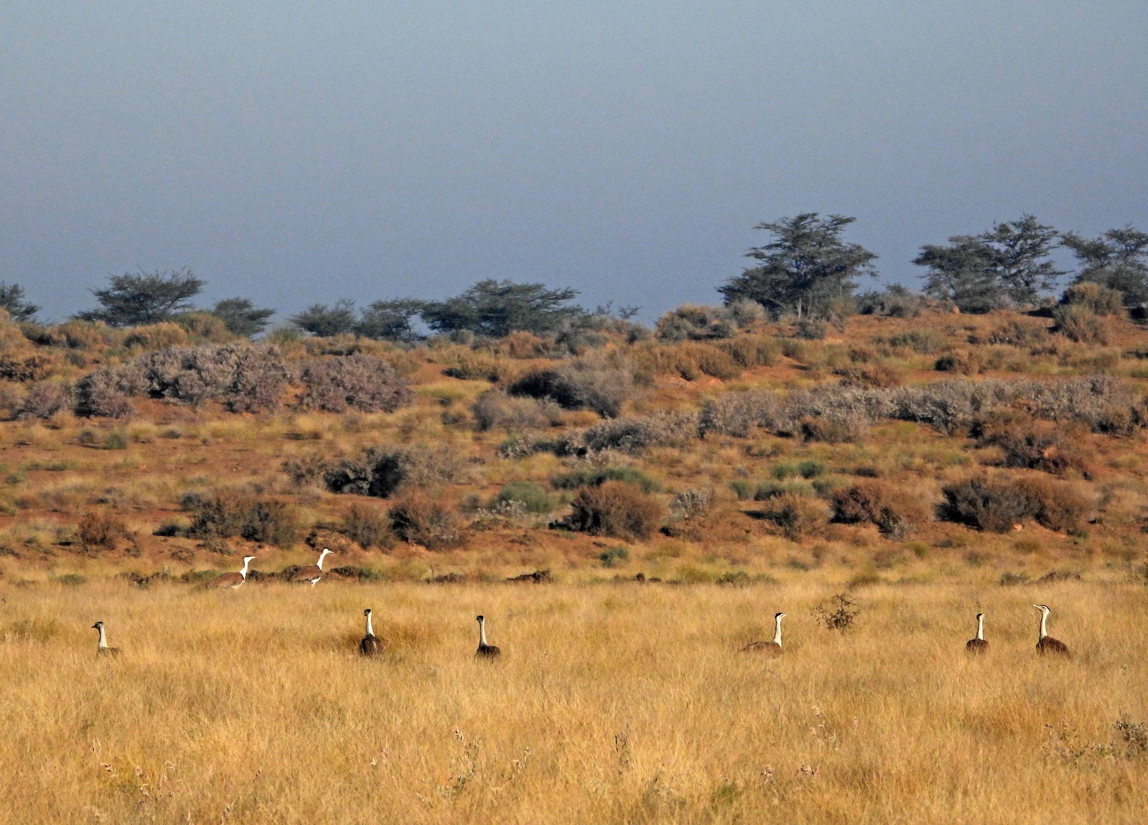 The grasslands and scrublands of Rajasthan have the largest populations of the great Indian bustard. Photo: Surya Ramachandran  The great Indian bustard can stand up to 4 feet in height, and is one of the heaviest flying birds of the Indian grasslands. Cover Photo: Dhritiman Mukherjee