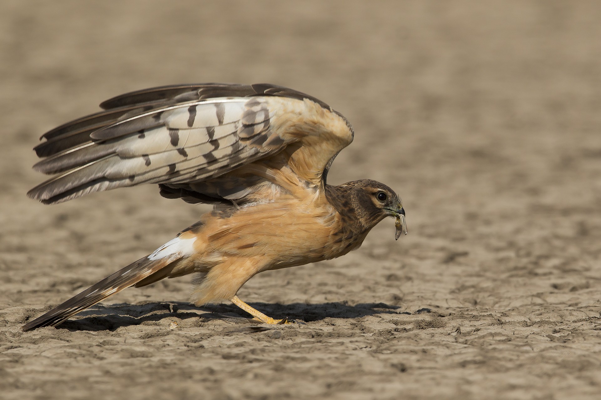 Popularly known as ringtails, female Montagu’s harriers are notoriously difficult to distinguish from hen and pallid harriers. Photo: Sambath Subbaiah