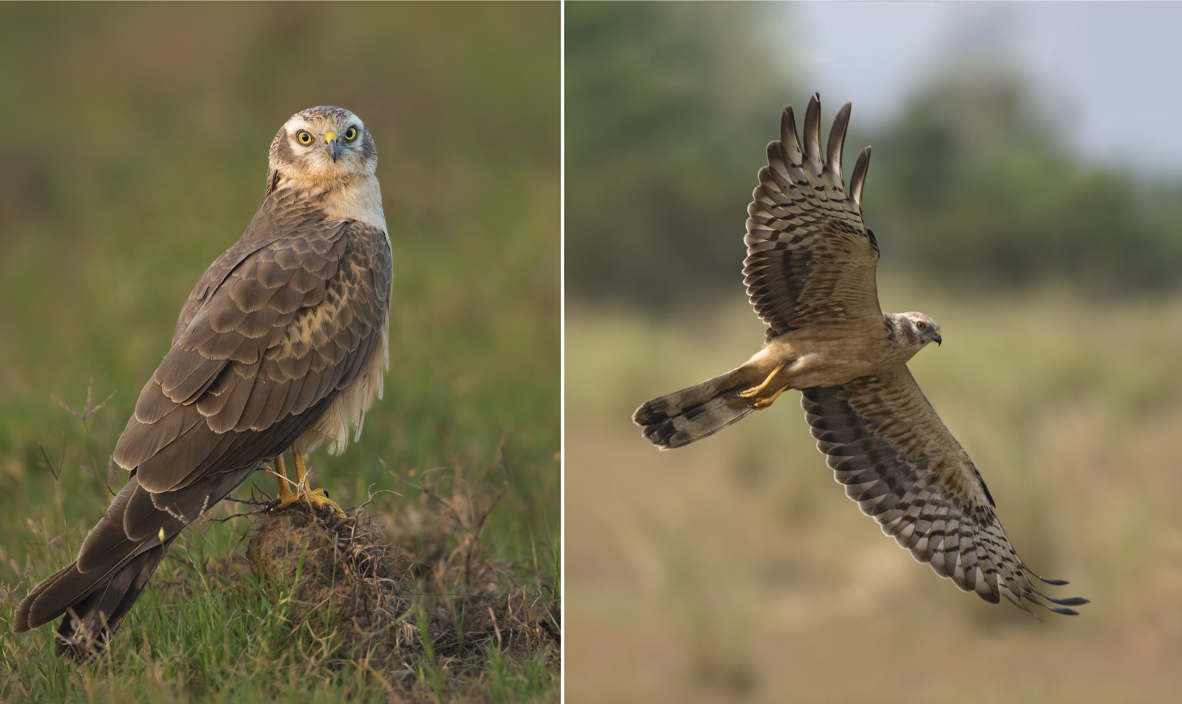 Female Montagu’s harriers have predominantly brown plumage, with spotted underwings. Photos: Sambath Subbaiah 