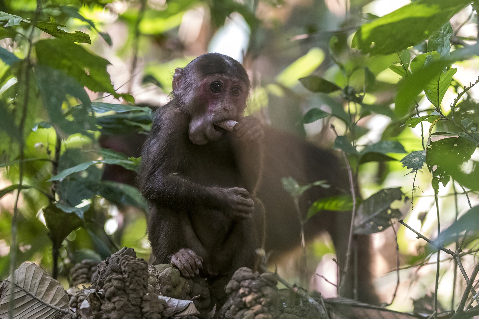 When young ones are born, they are almost white in colour. Their hair darkens and face turns reddish-pink with age. The newborns stay with the mother and her troop for at least a year where the mother and the other females of the troop provide food and care. Photo: Udayan Borthakur
