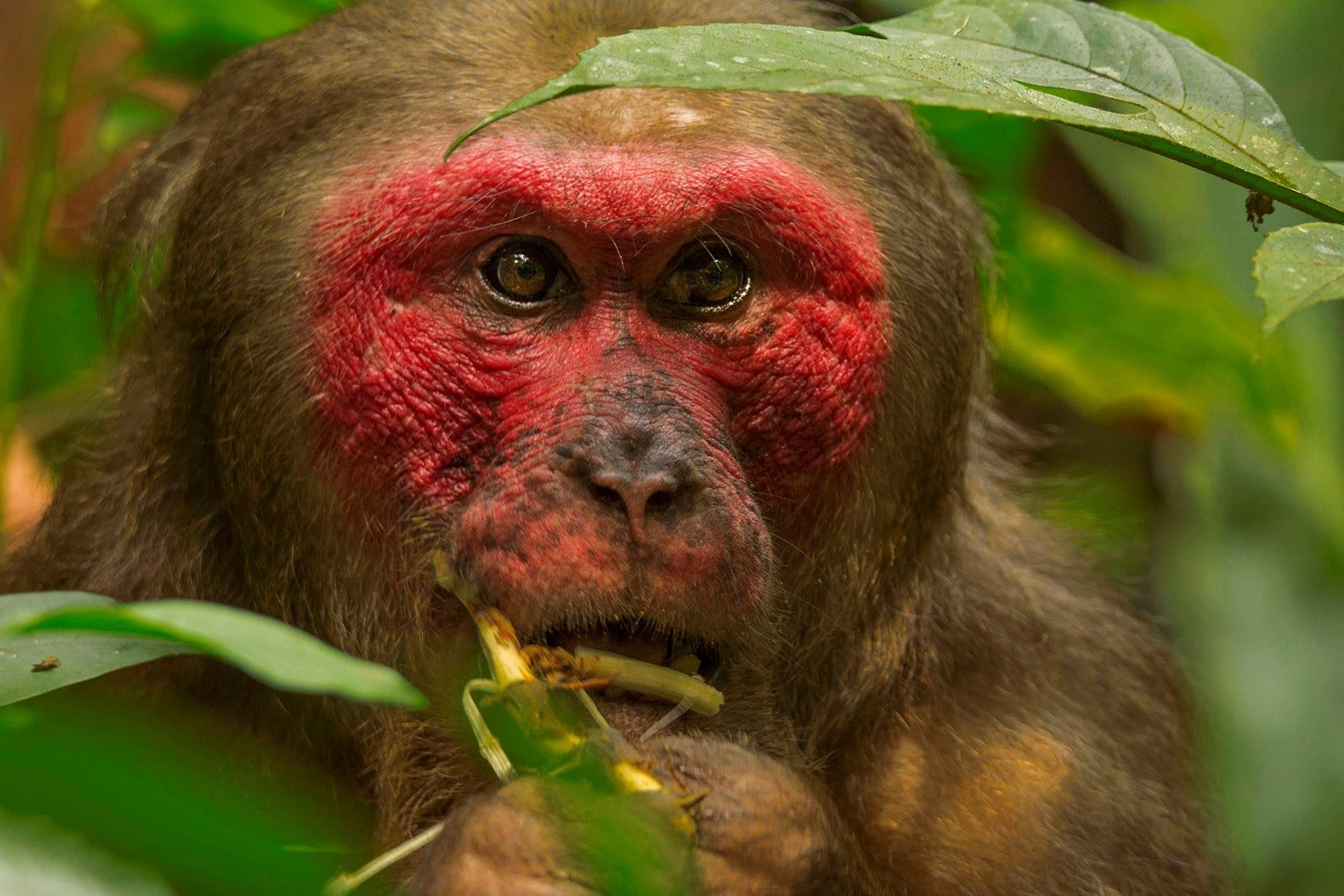 Stump-tailed macaques are omnivores — they mostly survive on fruit, but also feast on leaves, seeds, and flowers, and, other small species such as frogs and bird eggs. They often store food in little pouches for short periods of time, to chew on later. Photo: Diganta Gogoi
