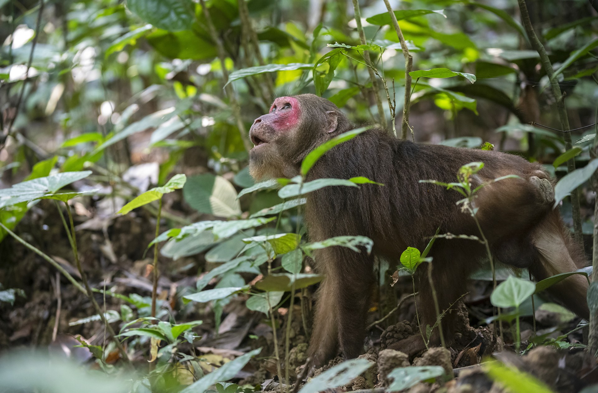 Stump-tailed macaques are semi-terrestrial primates, which means they climb trees in search of food, but also spend considerable time walking, foraging and grooming on the ground. Photo: Udayan Borthakur

