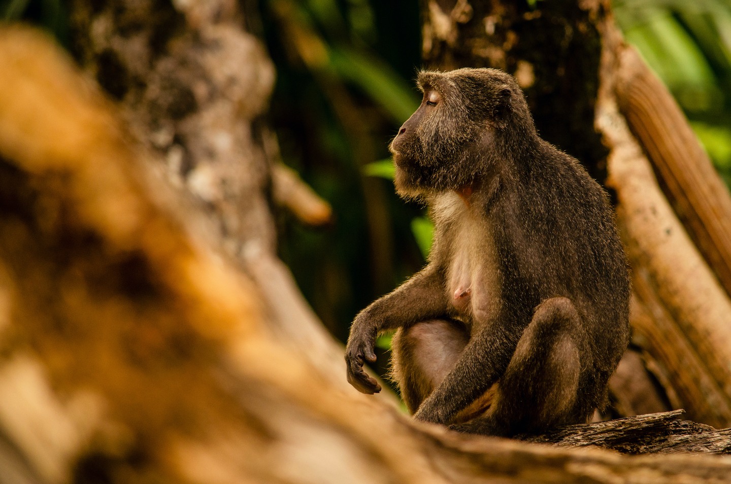 Afternoons in Great Nicobar can be extremely hot. These macaques search for cool, shady patches away from direct sun, to rest in during this part of the day.