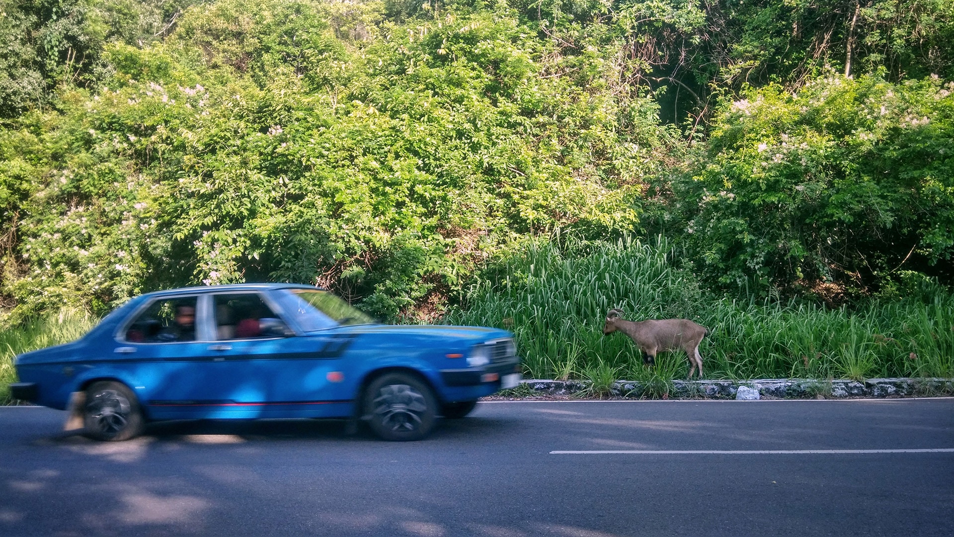 In Valparai, tahrs have become habituated to human presence largely due to feeding by people. Not only does this lead to health problems for Nilgiri tahrs, but can also lead to incidents of roadkill.  Photo: Vijay Karthick CC BY-SA 4.0