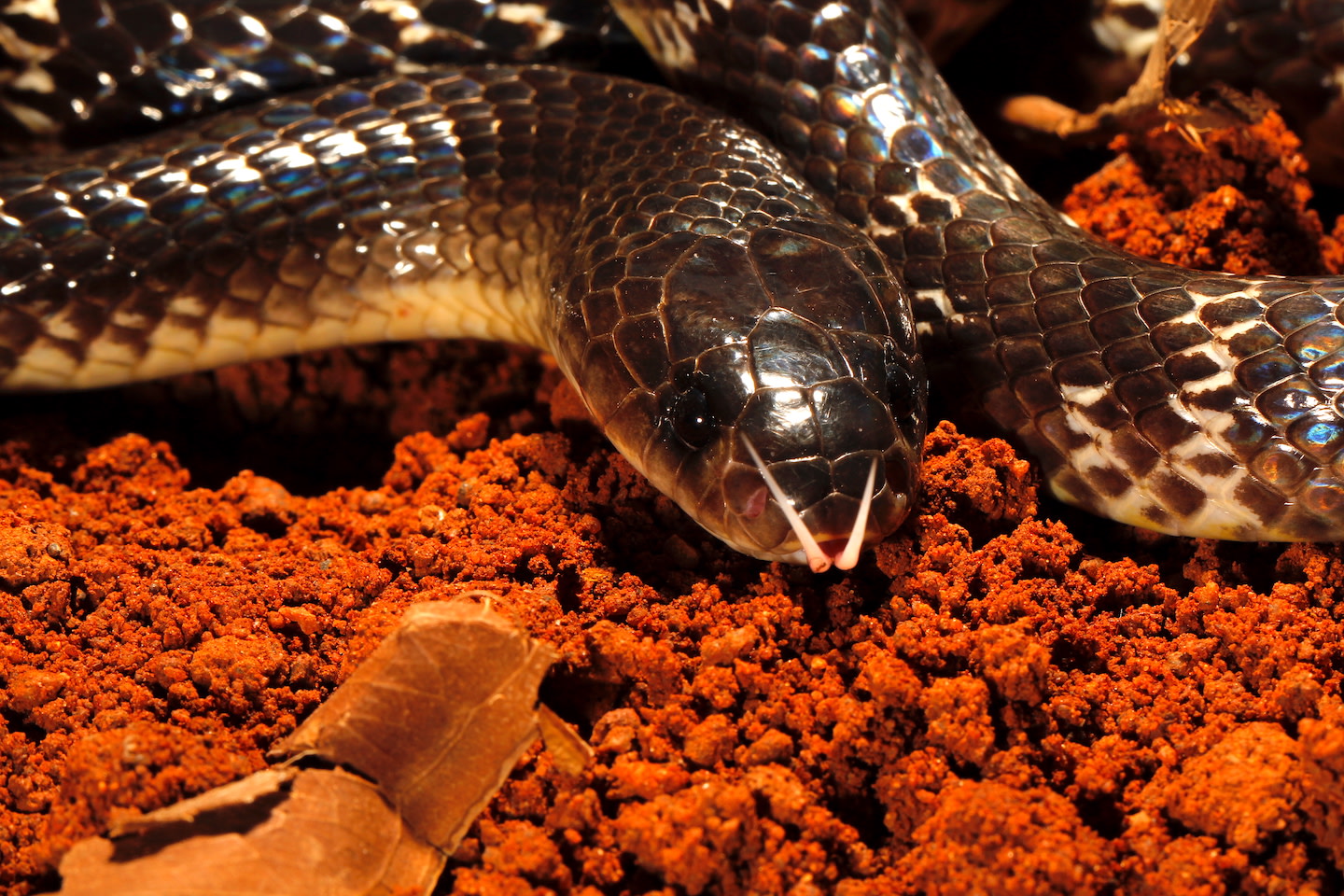 Common kraits have exceptionally wide forked tongues, possibly to help them feel around more efficiently in the dark. Photo: Gerry Martin  Notwithstanding a fierce reputation, kraits are shy and secretive, and will do their best to stay away from people. Photo: Gerry Martin 
