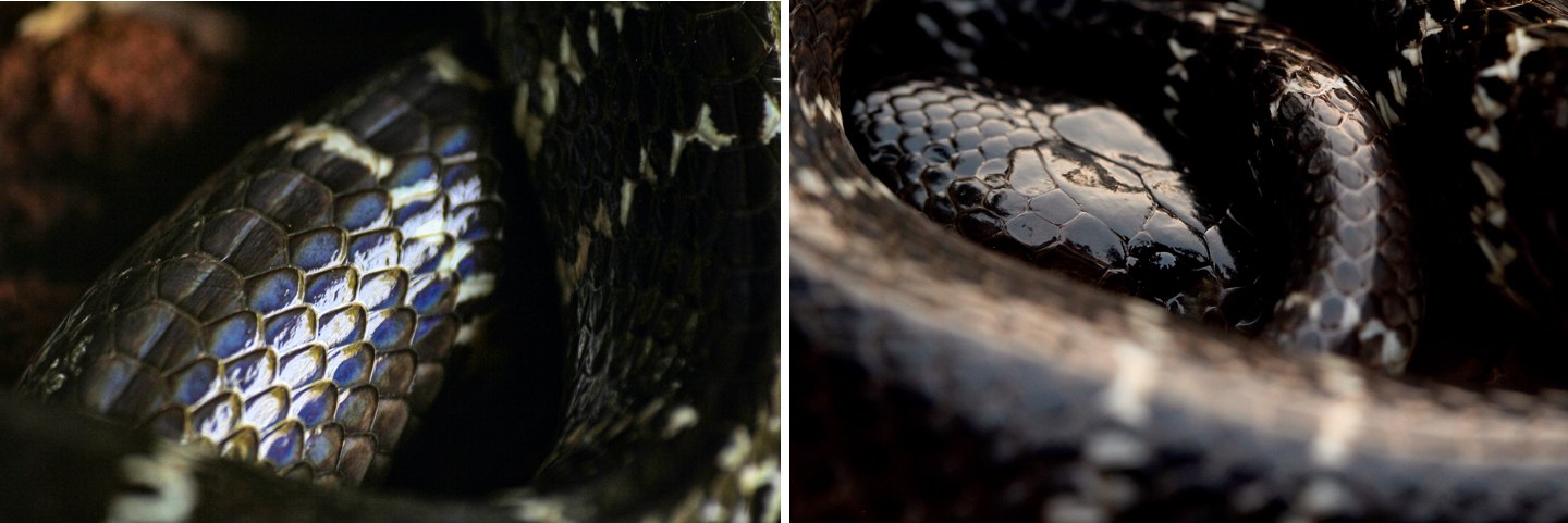 The glossy skin and more importantly, the enlarged hexagonal scales of the spinal scale row are key characteristics for identifying kraits. Photos: Gerry Martin