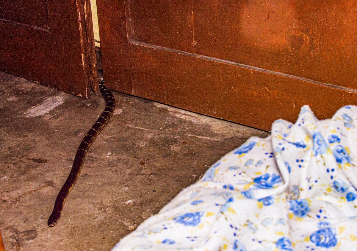 Kraits make themselves at home in rural Indian homes, frequently entering houses and other habitations both for prey and because they find nooks to hide. Photo: John Benjamin Owens