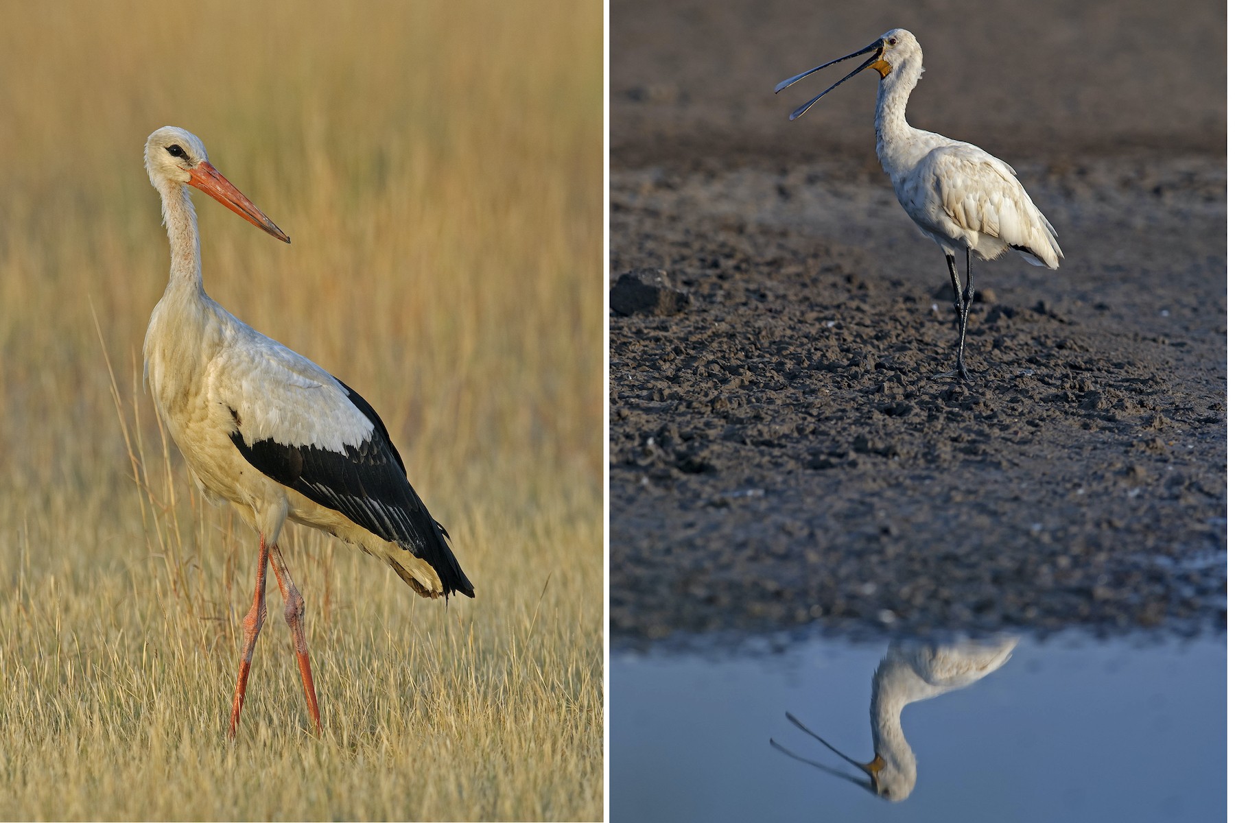 Winter is a season of great diversity in Velavadar, especially near water bodies where birds such as the white stork (left) and spoonbill (right) can be sighted. 
Photos: Dhritiman Mukherjee