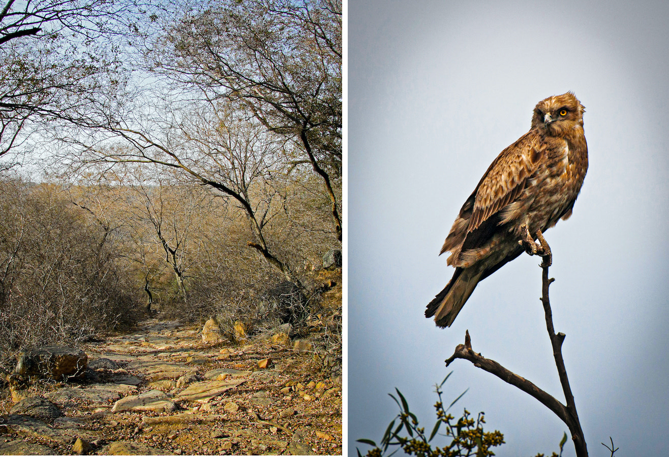 Mangar's rocky landscape holds relics of the biodiversity found in the Aravali mountains, one of the oldest ranges in the world. Found in hilly dry habitats that offer some level of tree cover, the short-toed snake-eagle (right) can be seen keeping an eye out for its favourite prey – snakes and lizards. Photos: Abhishek Gulshan
