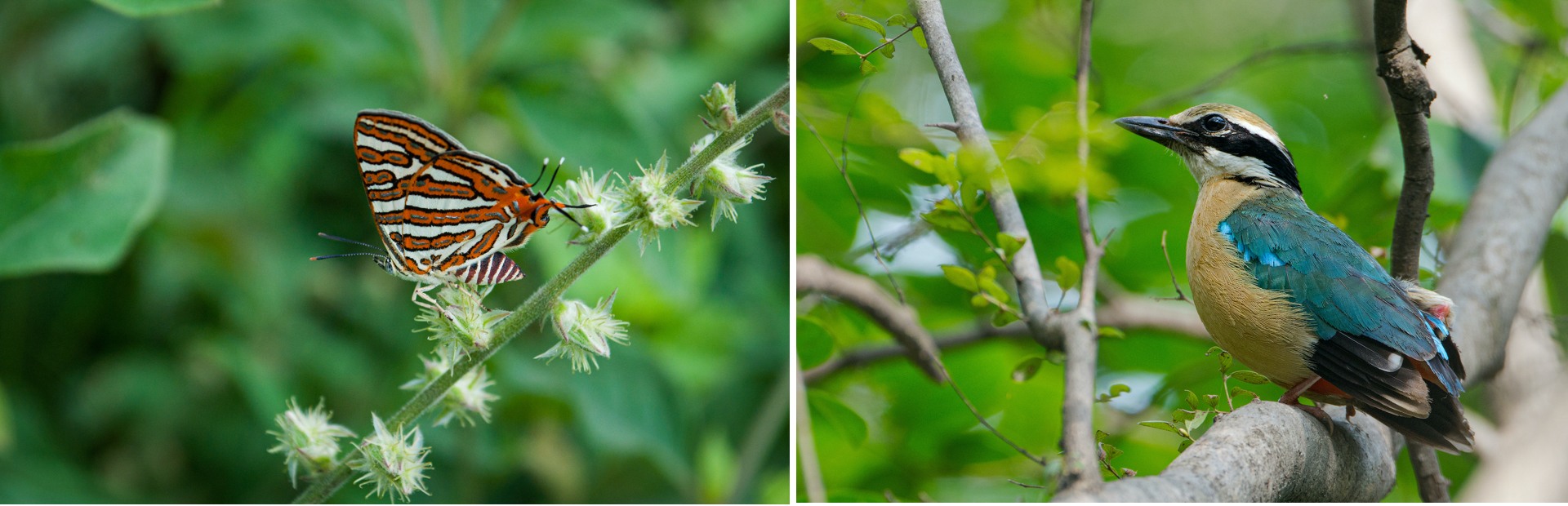 Among the estimated 80 species of butterflies seen in Mangar, the common silver line (left) is frequently encountered during the monsoon months. The Indian pitta (right), partial to scrub jungles such as Mangar, is among the approximate 180 species of birds that visit this region during monsoons to breed. Photos: Abhishek Gulshan  Located in Faridabad district, the Mangar Bani sacred forest is one of the few remaining green patches in the National Capital Region. Cover Photo: Shashank Adlakha