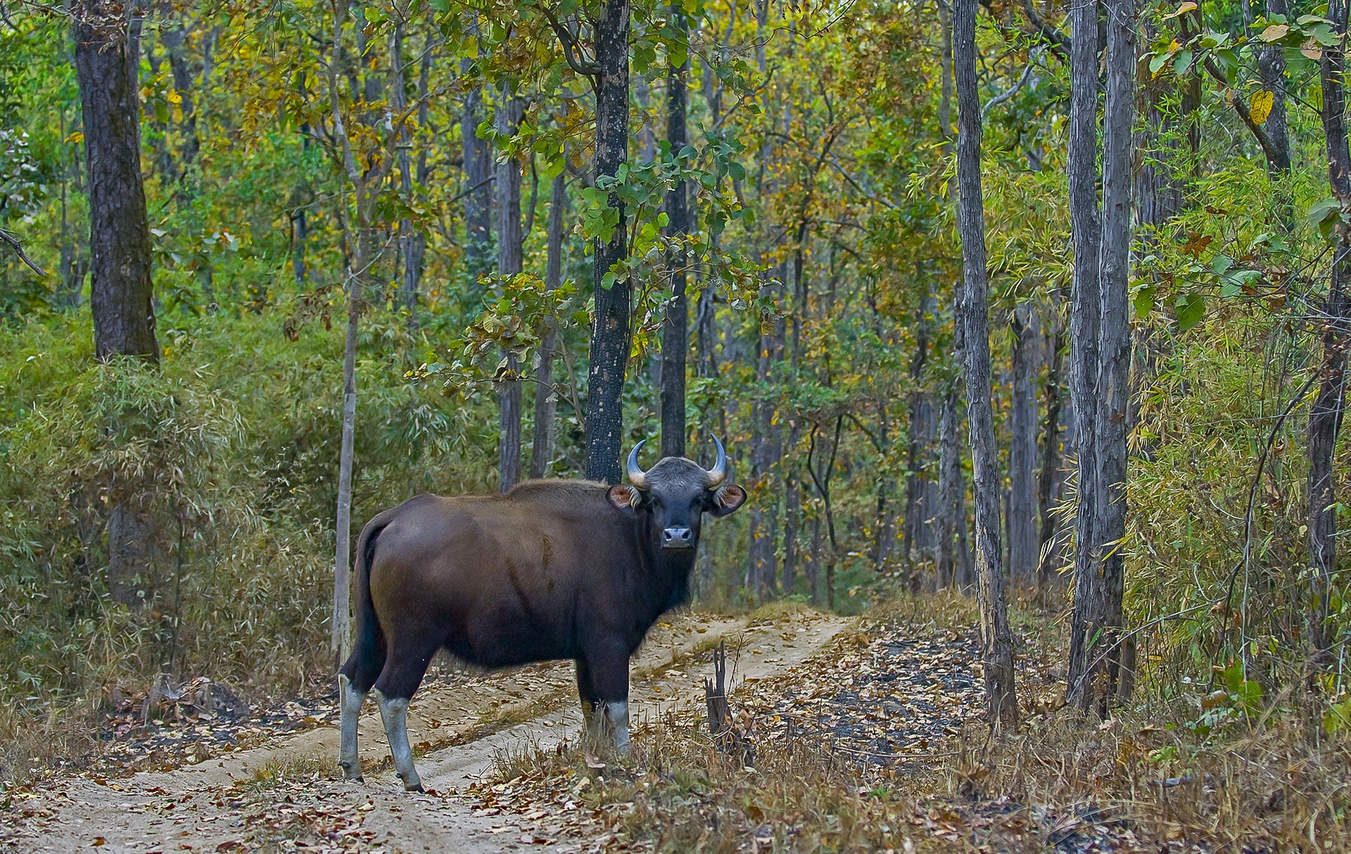 The Indian bison, or gaur is the largest surviving bovine in the world. Both male and female gaur have white or pale-hued “stockings” that contrast with their ebony-coloured bodies.