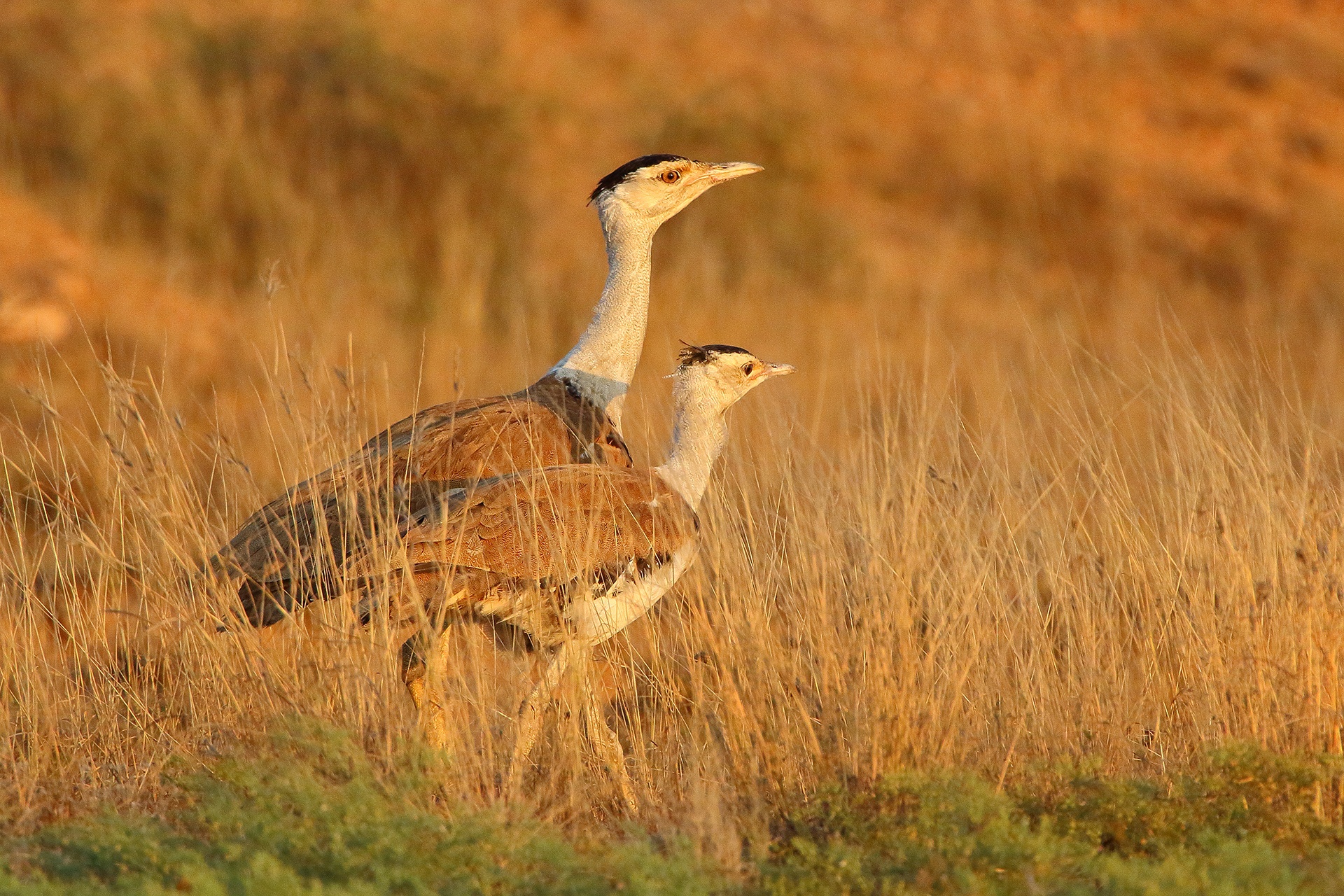 In response to the dwindling numbers of the great Indian bustard, the Wildlife Institute of India and the Rajasthan Forest Department started a conservation breeding programme, where they are currently observing and scientifically raising ten birds. “In 3-4 years, we have to develop a stock of 35-40 captive birds to kickstart conservation breeding,” says Dr Rahmani, “so the birds can be released in another 5-6 years’ time.”  Photo: Devesh Gadhavi 