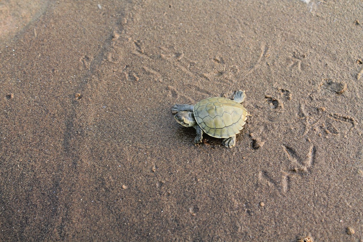 Bringing Freshwater Turtles Out Of Their Shells And Into The Spotlight