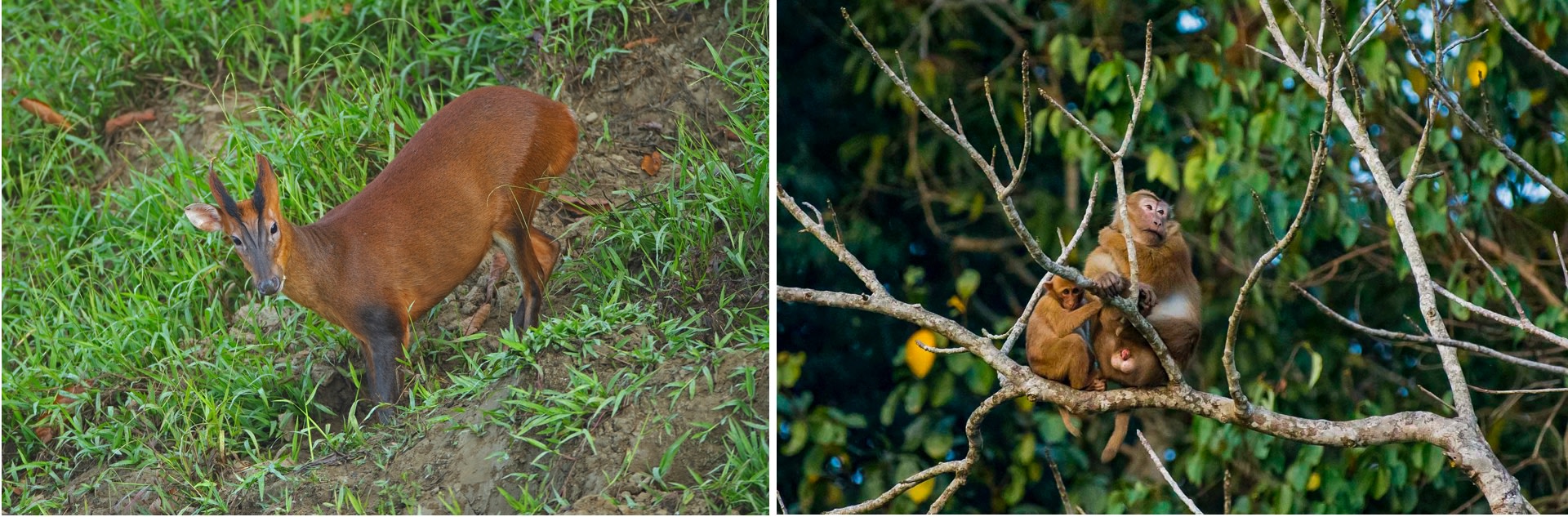 In a forest this lush, sound can be a great guide to spotting animals. Keep your ears cocked for the distinctive call of the barking deer, and the quieter Assamese macaque. Photos: Dhritiman Mukherjee (left), Sutirtha Lahiri (right) 