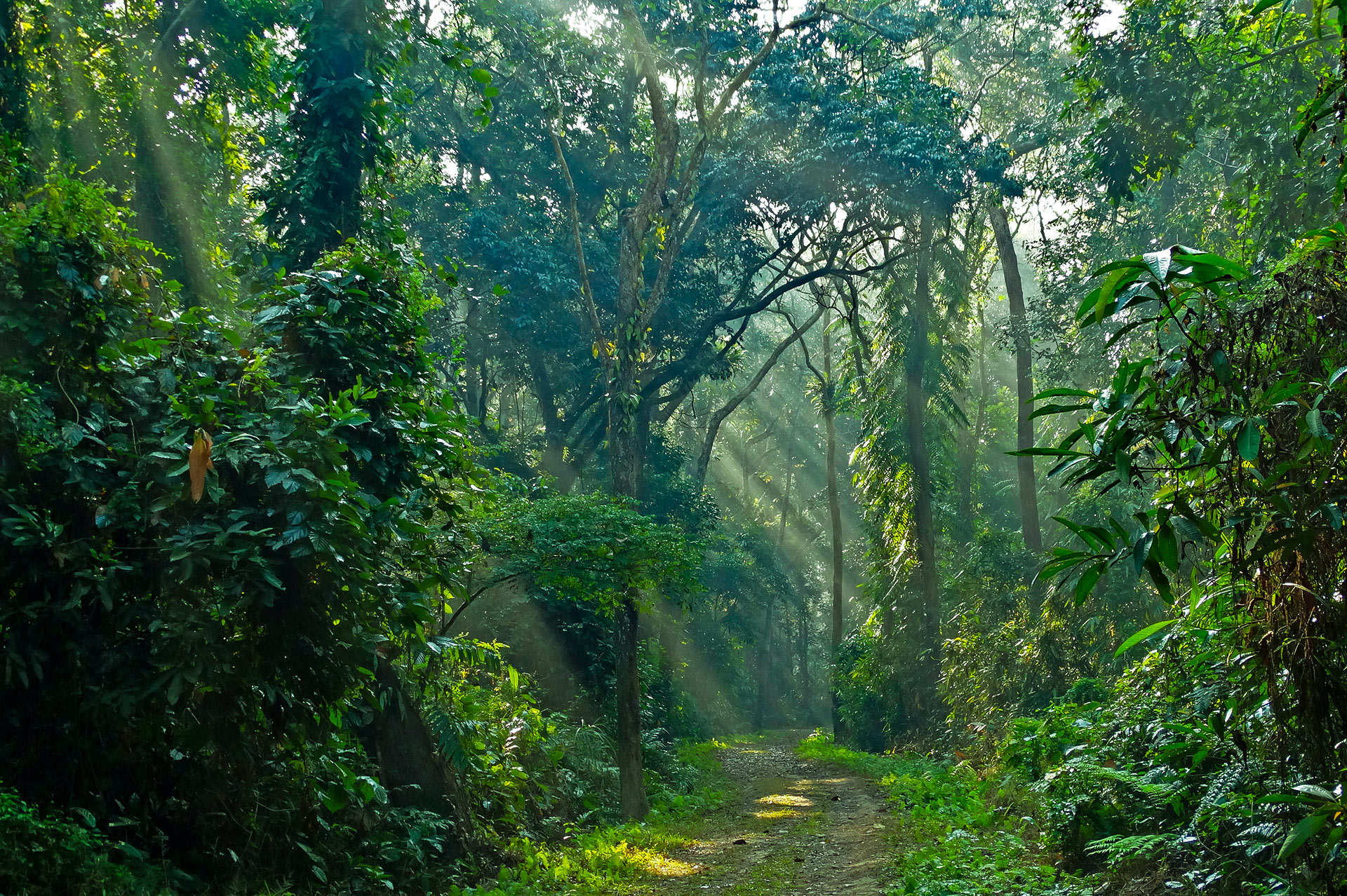 Every bend along the forest trail in Hollangpar holds promise of an unexpected sighting or a surprise encounter with wildlife.
Photo: Miraj Hussain  - CC BY-SA 4.0 
