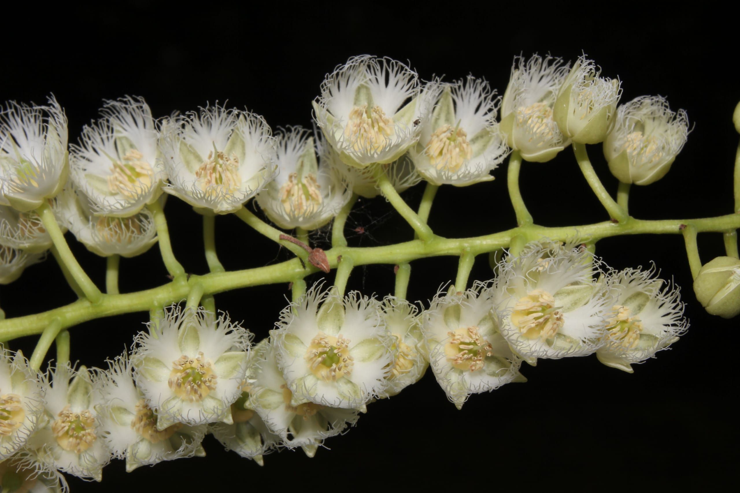 (Top) Lanceleaf vatica or Vatica lanceaefolia is regarded as an endangered evergreen tree that is native to Hoollangapar. It grows to about 35 feet in height, producing fragrant white flowers and small brown cherry-sized fruit. (Above) Commonly known as the rudraksha, the Elaeocarpus sphaericus is an evergreen tree, whose leaves, fruits and seeds have several medicinal properties. Photo: Rohit Naniwadekar - CC BY-SA 4.0 (top), Photo: Vineel Sumanth/Shutterstock (above)